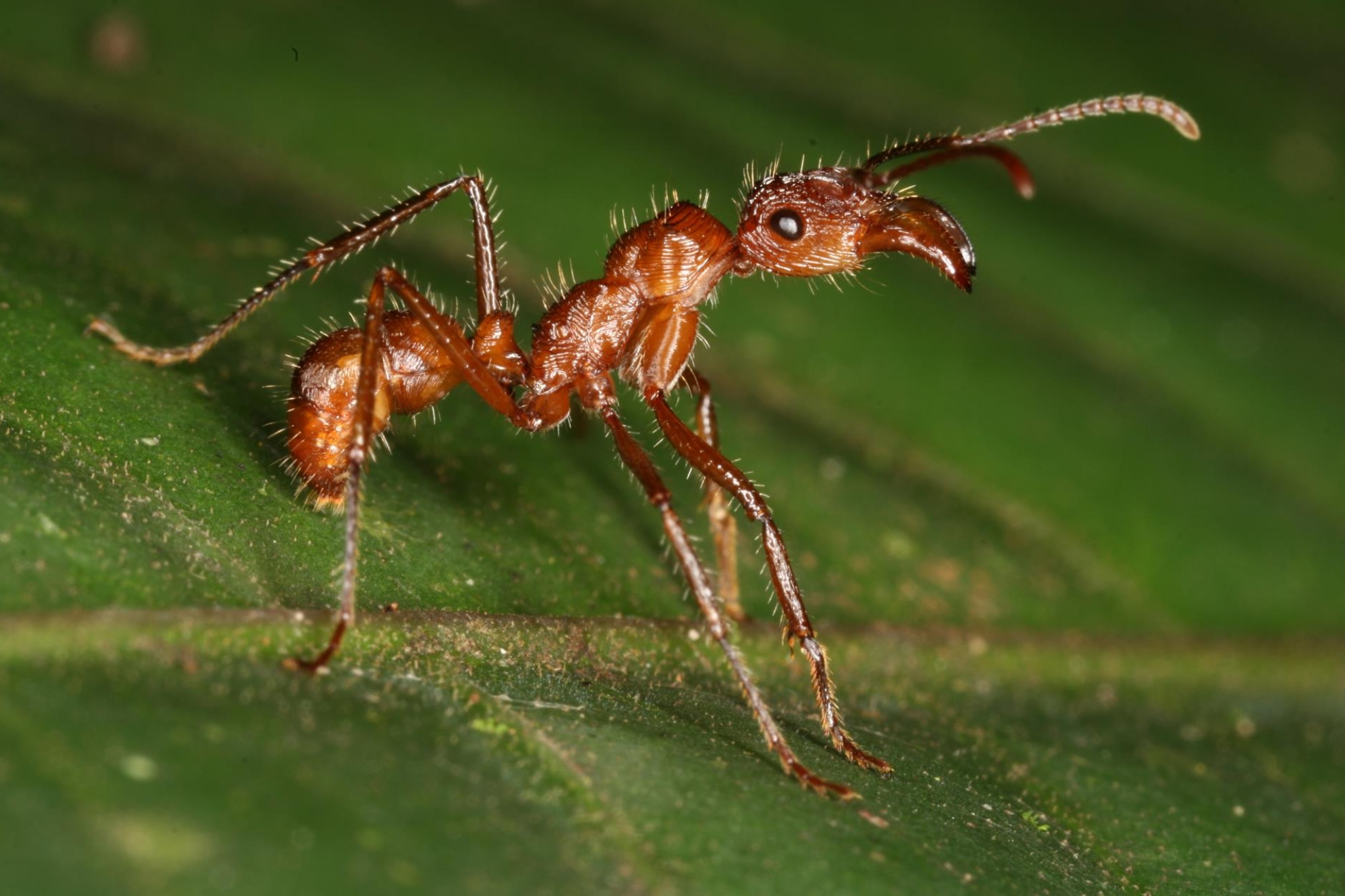 La plaga de la hormiga sudamericana Brachymyrmex patagonicus enciende las alarmas tras disparar su presencia un 125% en Almería EFE