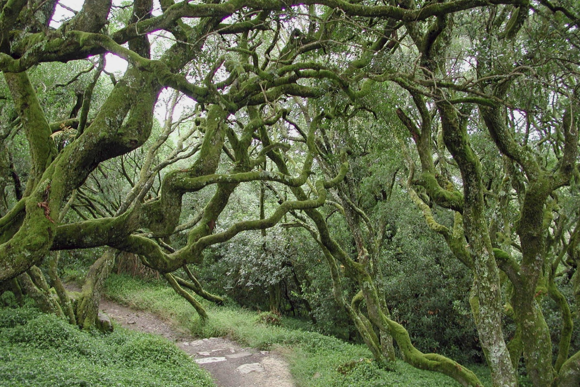 Bosque. EFE