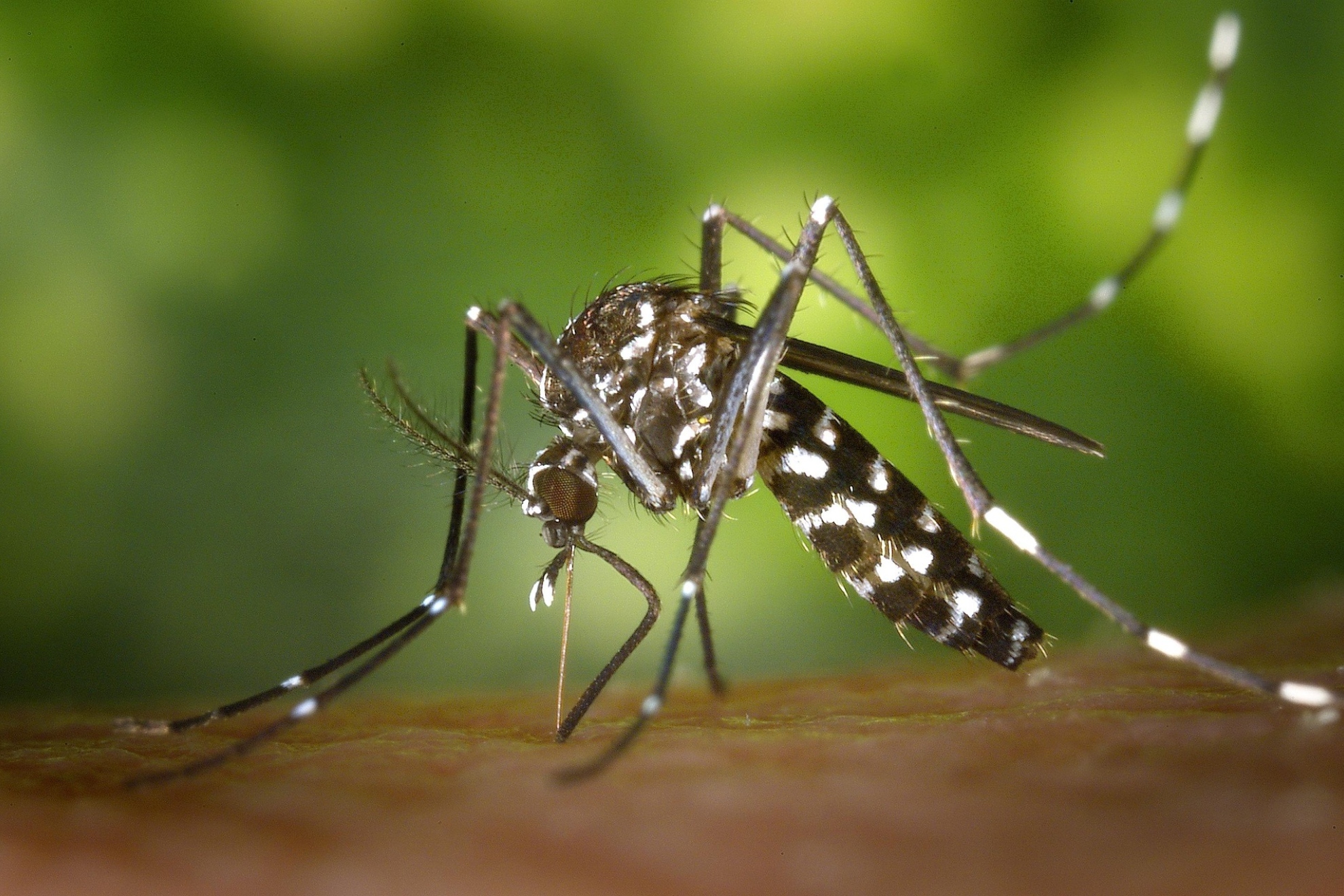 Imagen de recurso de un mosquito. Pixabay.