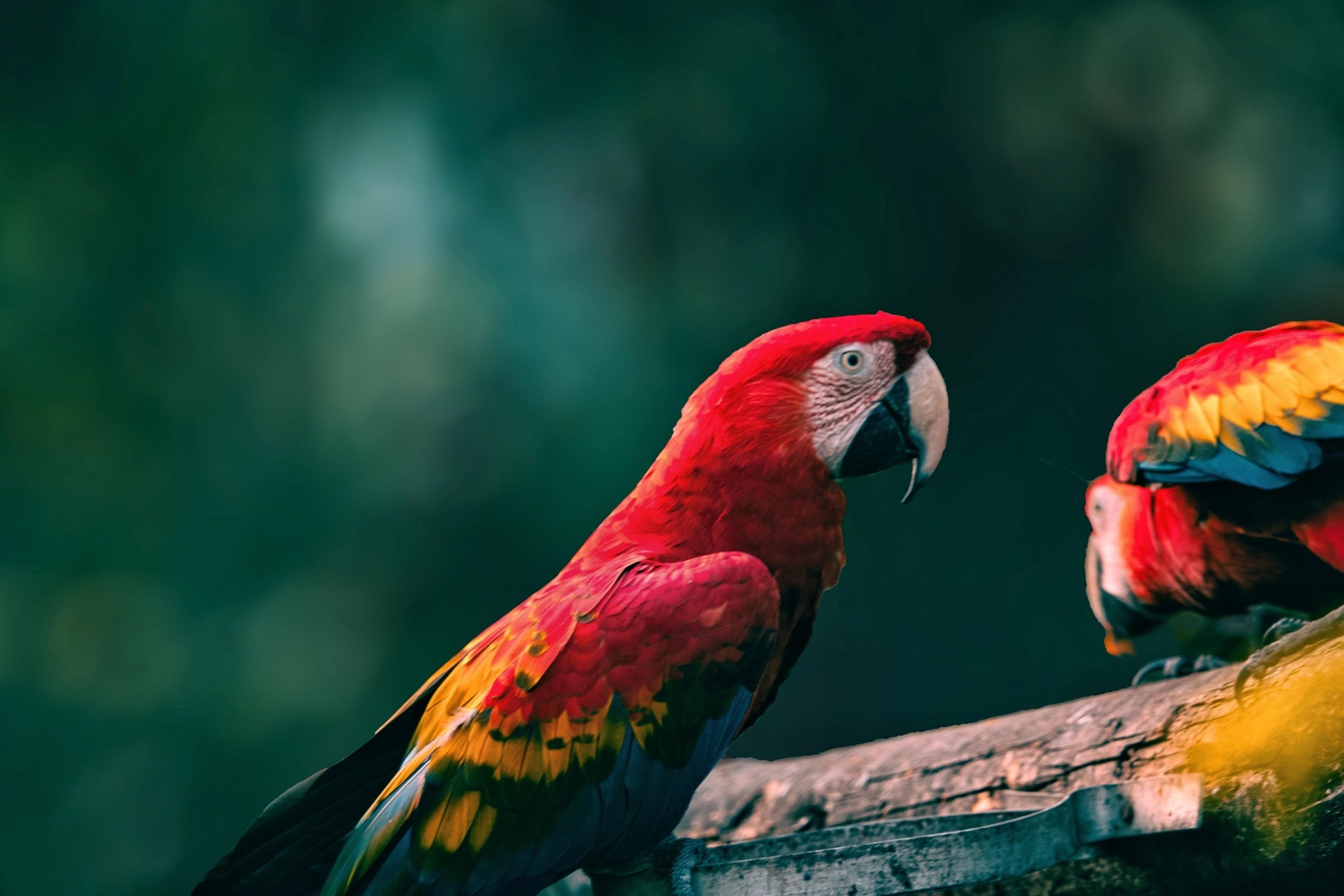 Loro. Pixabay.