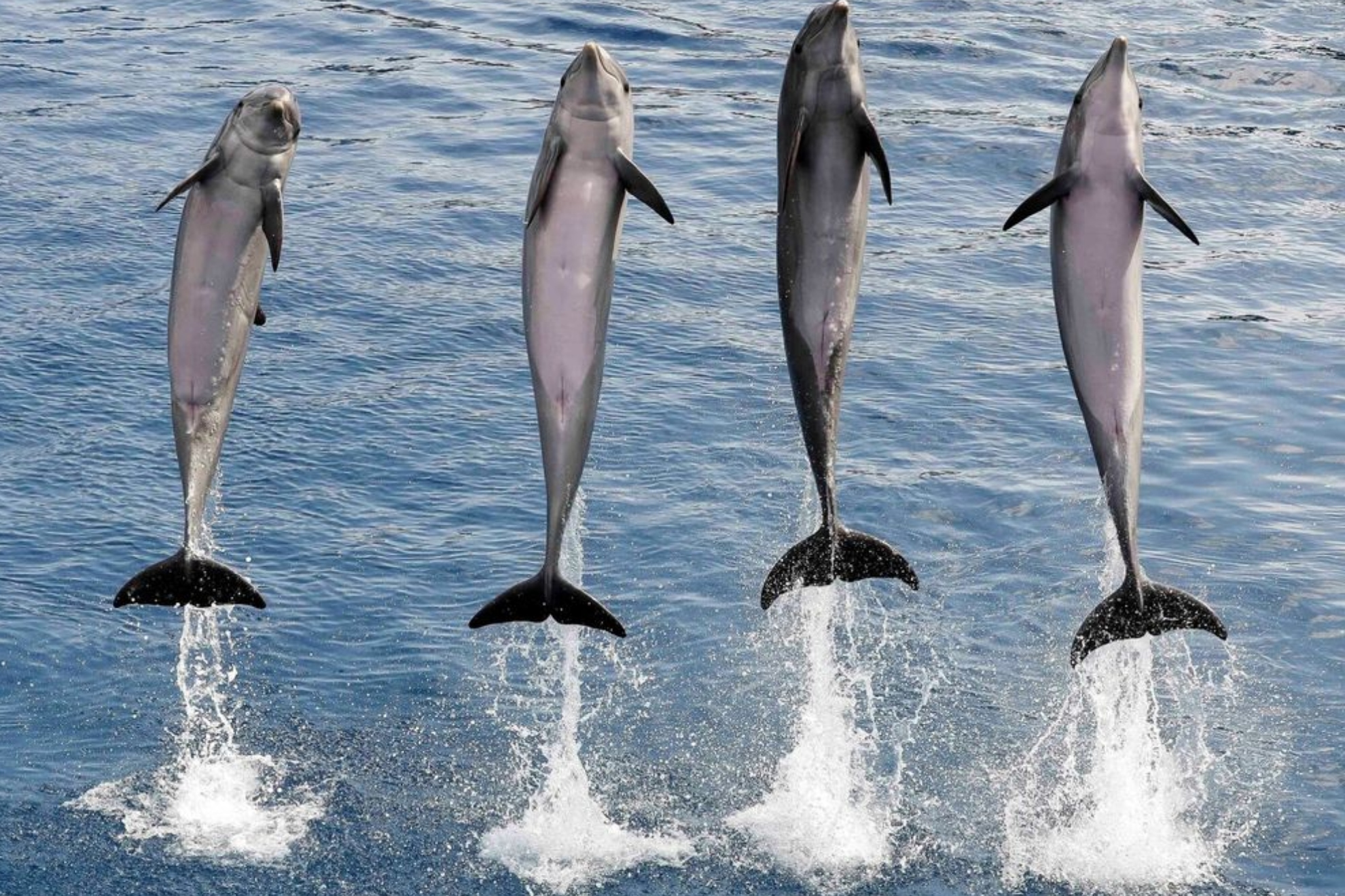 El Oceanogràfic de Valencia rescata a dos belugas y cuatro delfines de Canadá para salvarlos de la eutanasia EFE