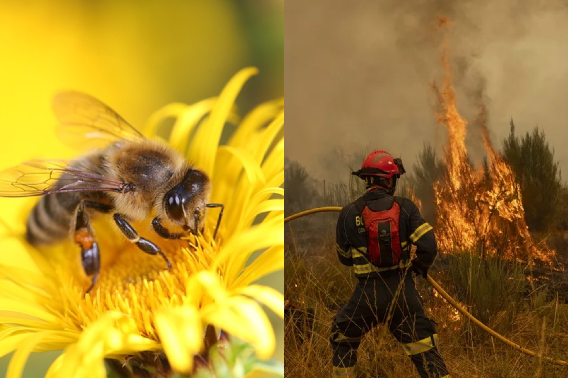 Una abeja y un incendio.