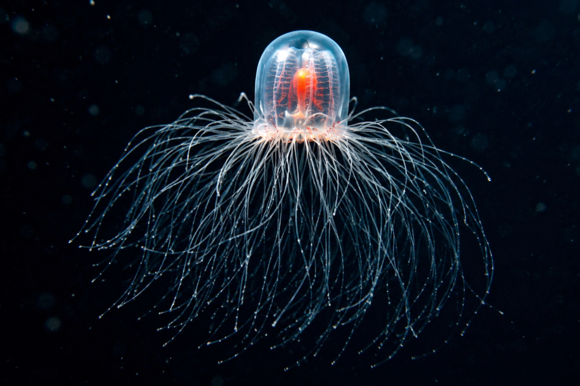 Medusa Turritopsis dohrnii IA