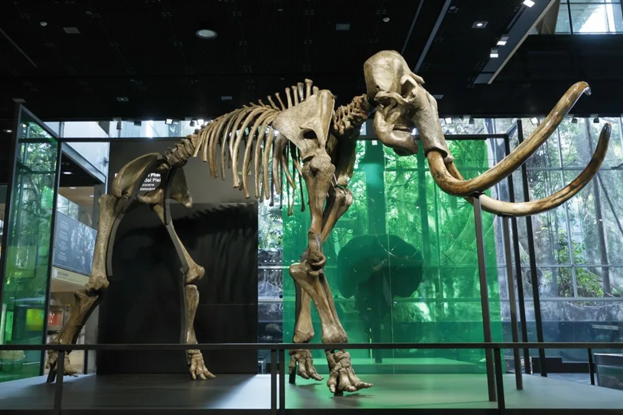 Mamut en un museo EFE