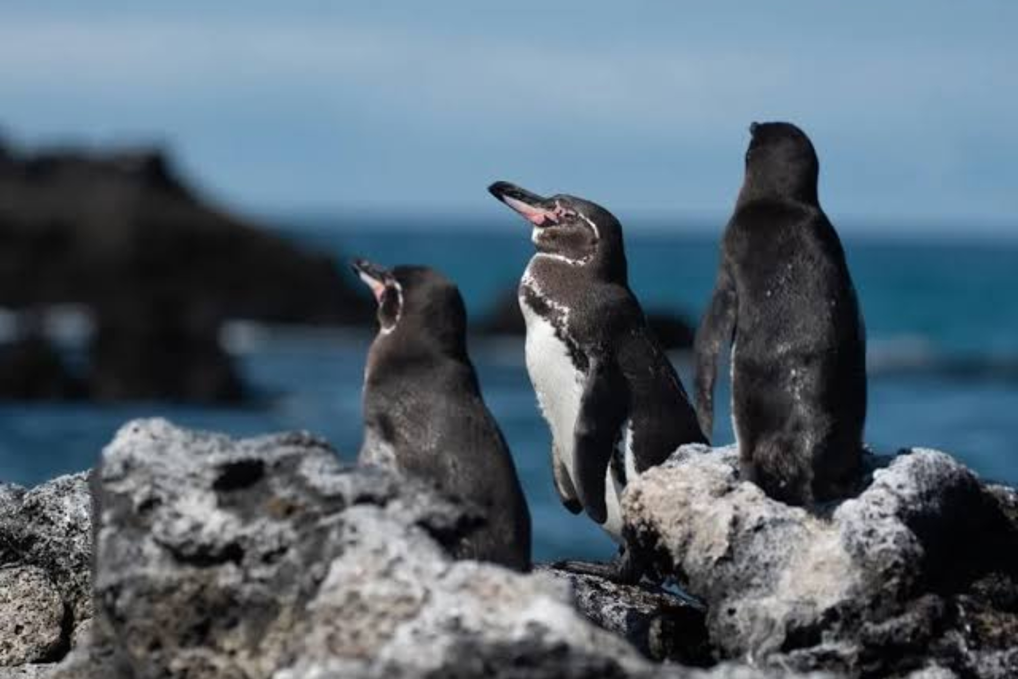 Pingüinos EFE