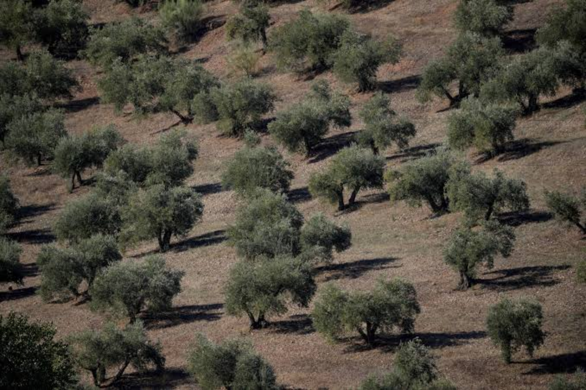 Terreno con olivos EFE