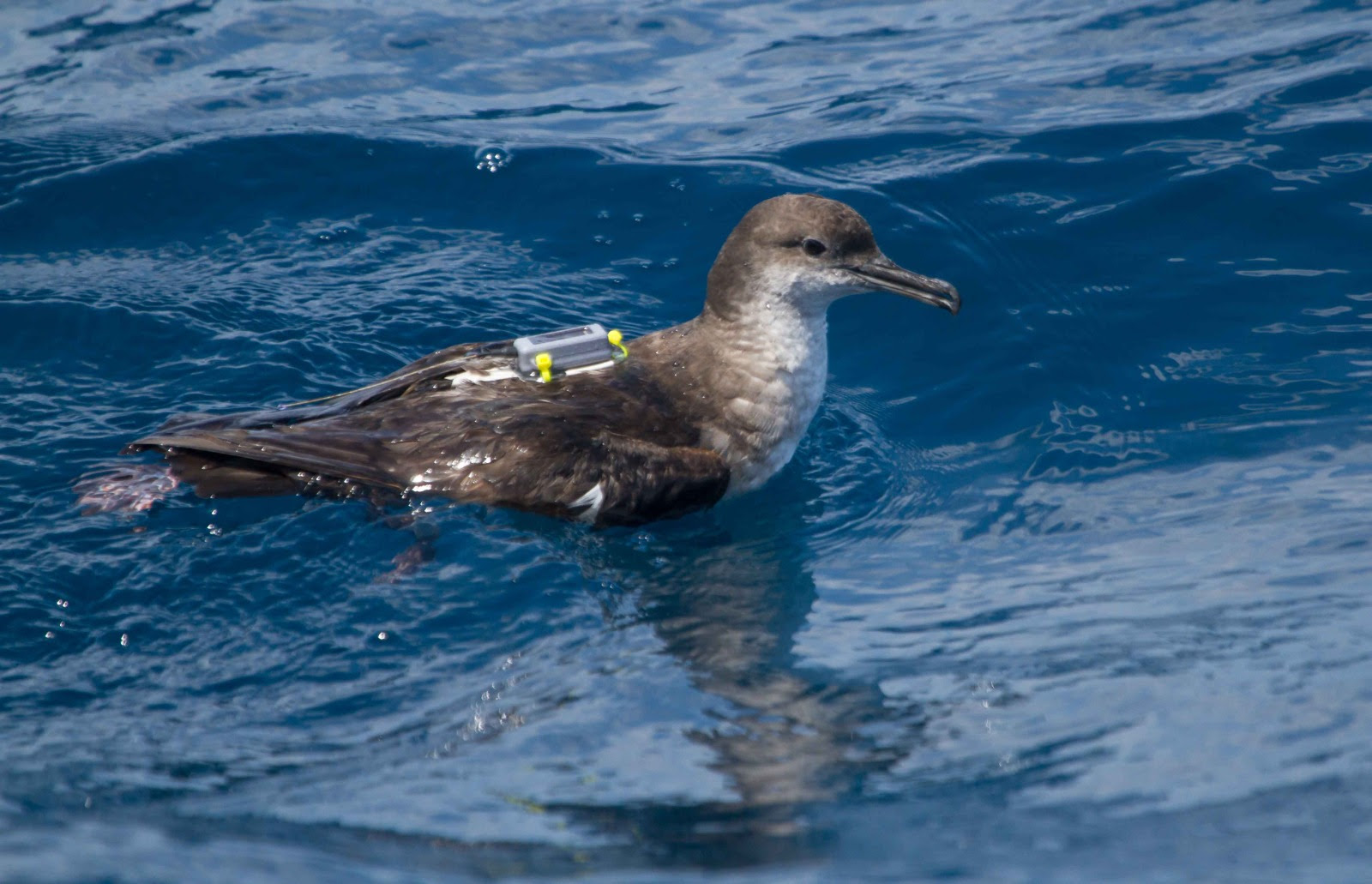 Albatros
