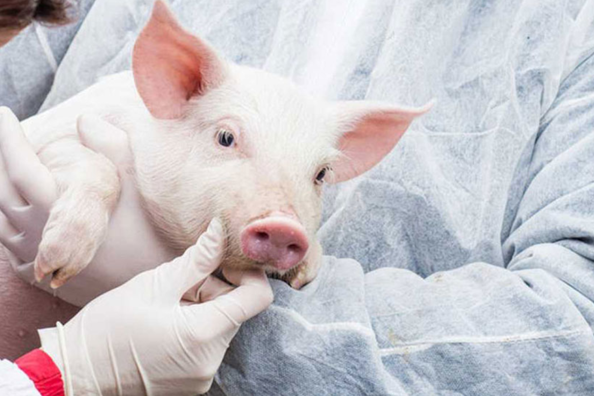 Cerdo en las manos de un médico RTVE