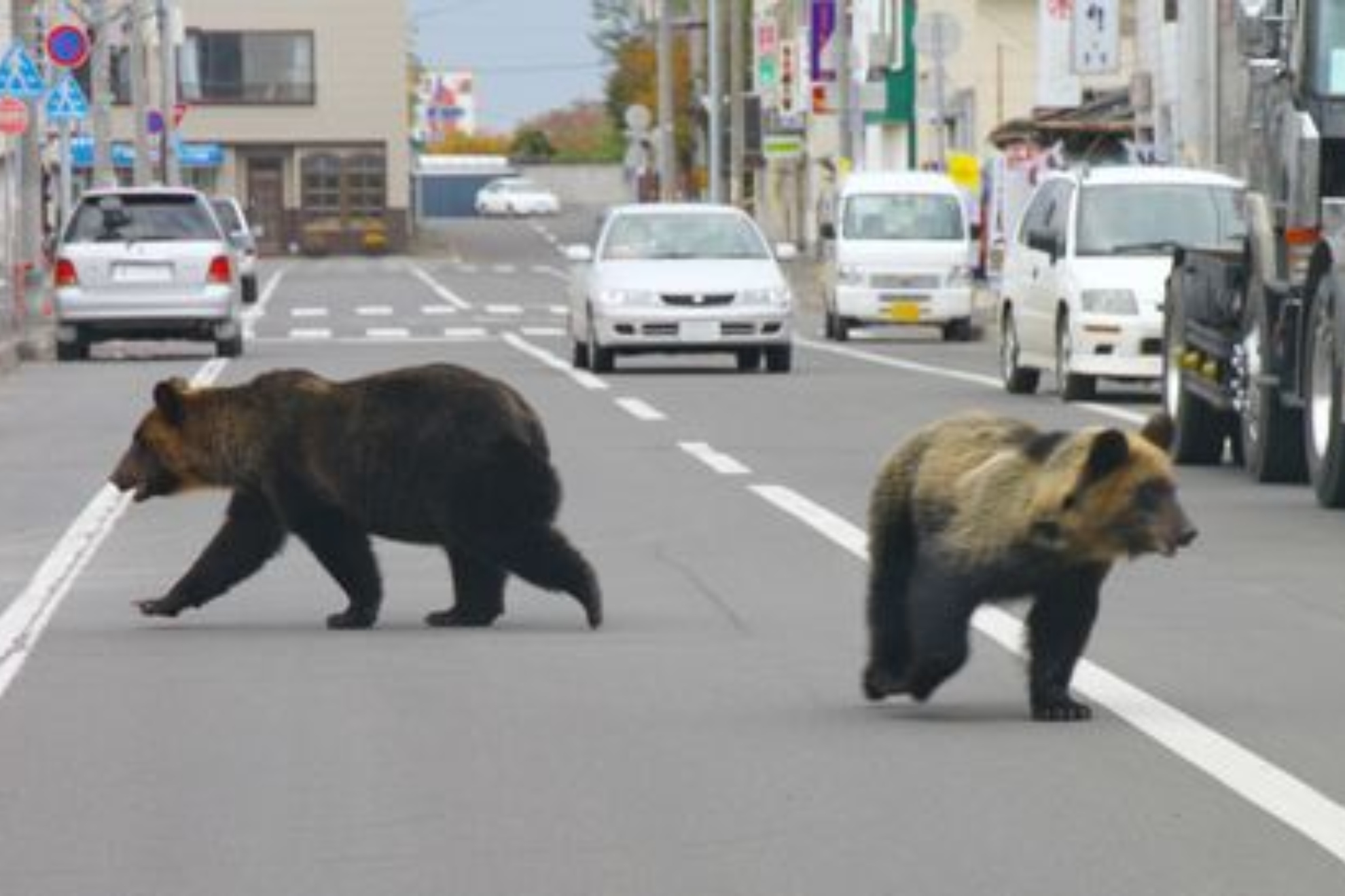 Osos en Japón que han provocado numerosos problemas. RRSS