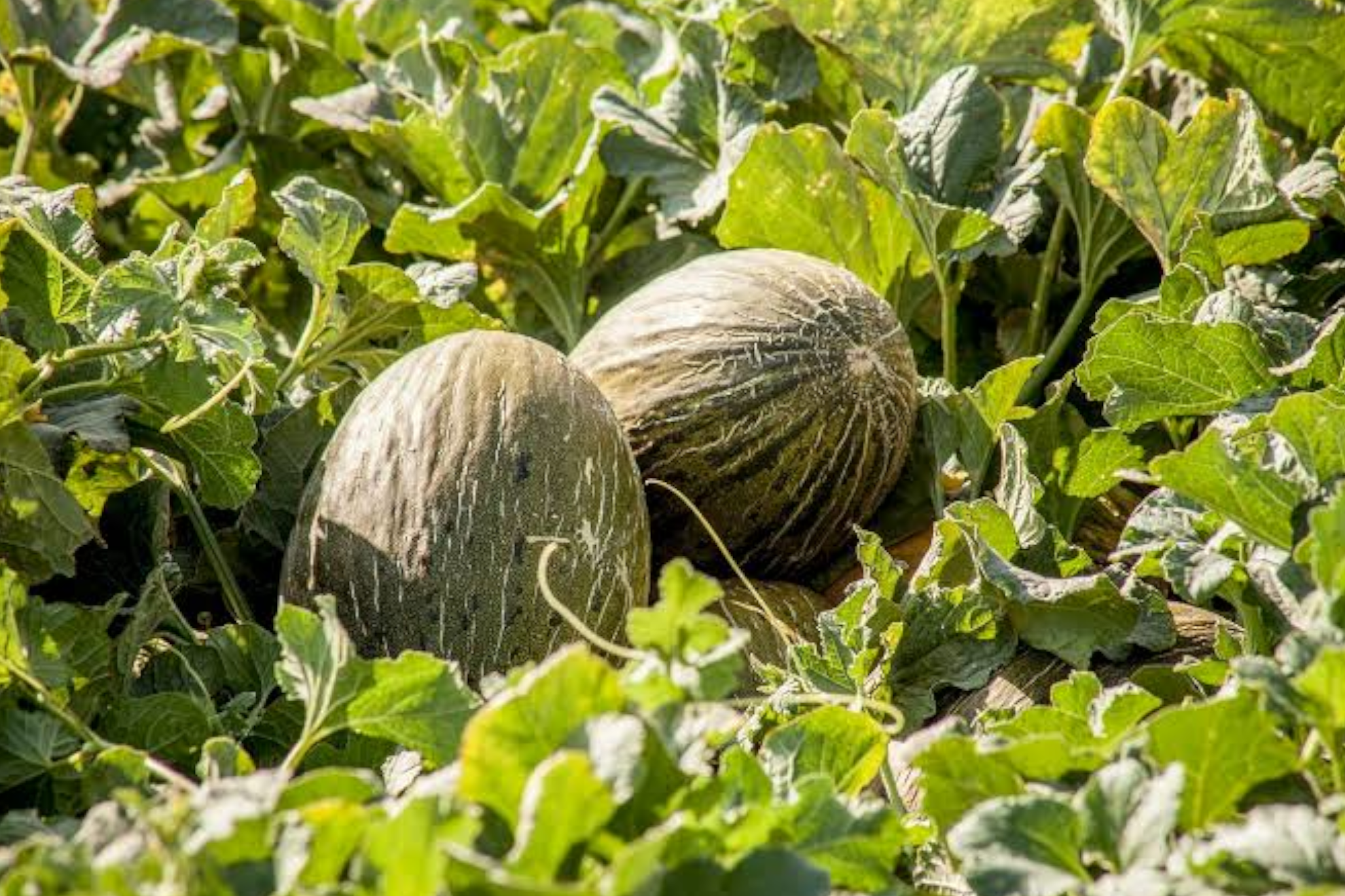 Imagen de melones EFE