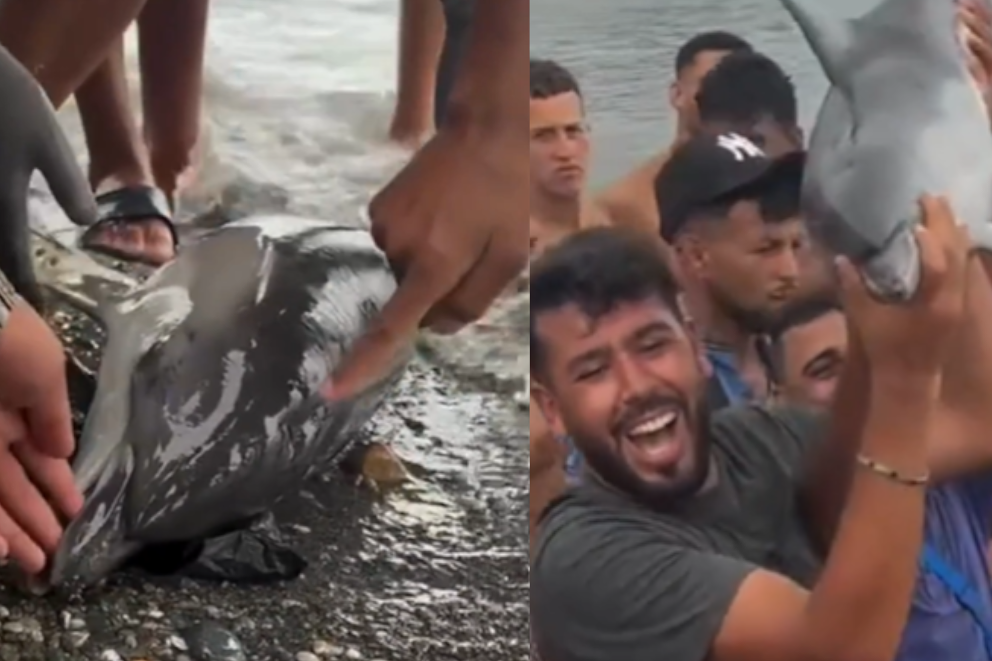 Imágenes del delfín que ha aparecido muerto en Ceuta RRSS: @juanruiz