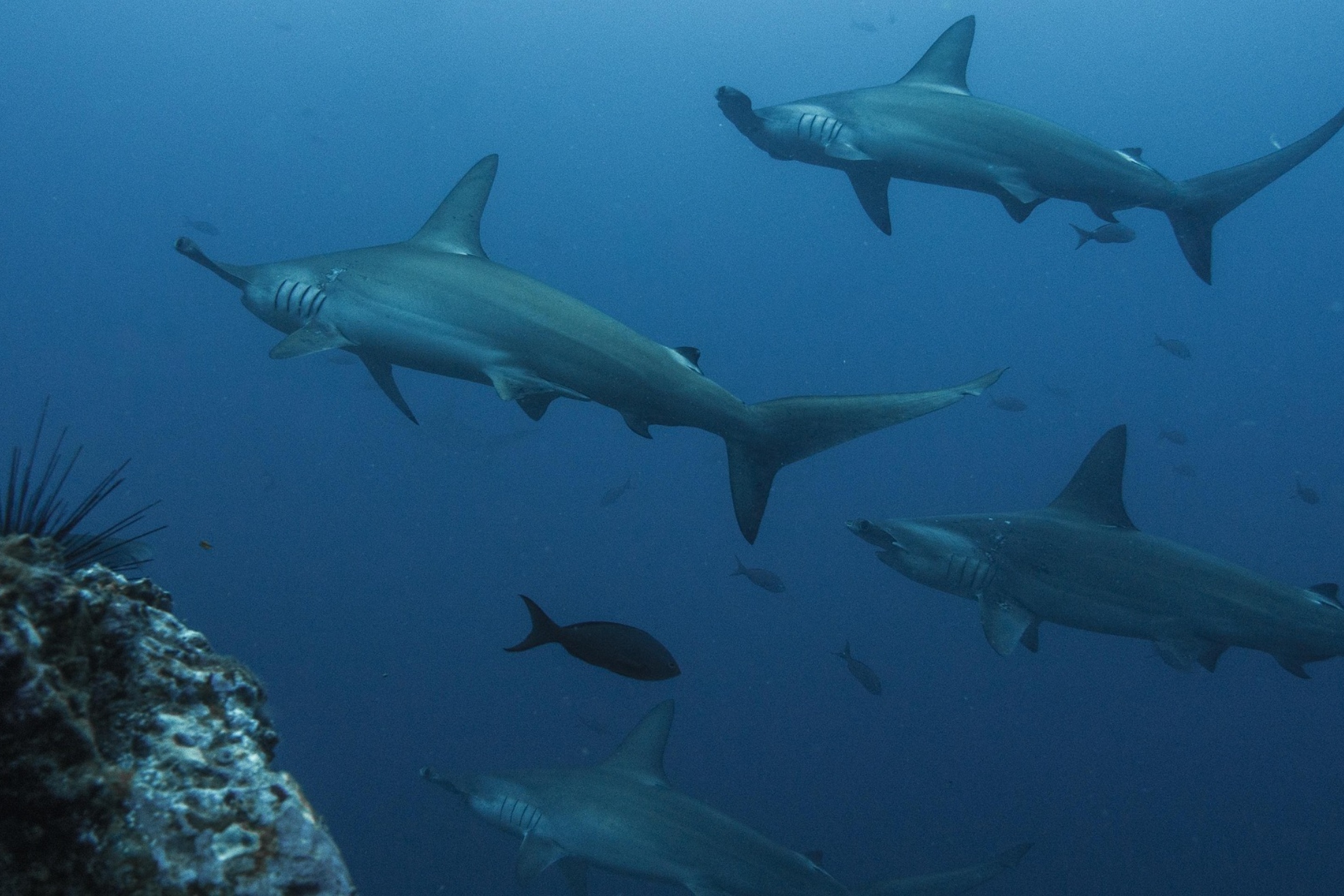 Varios tiburones martillo. Pixabay.