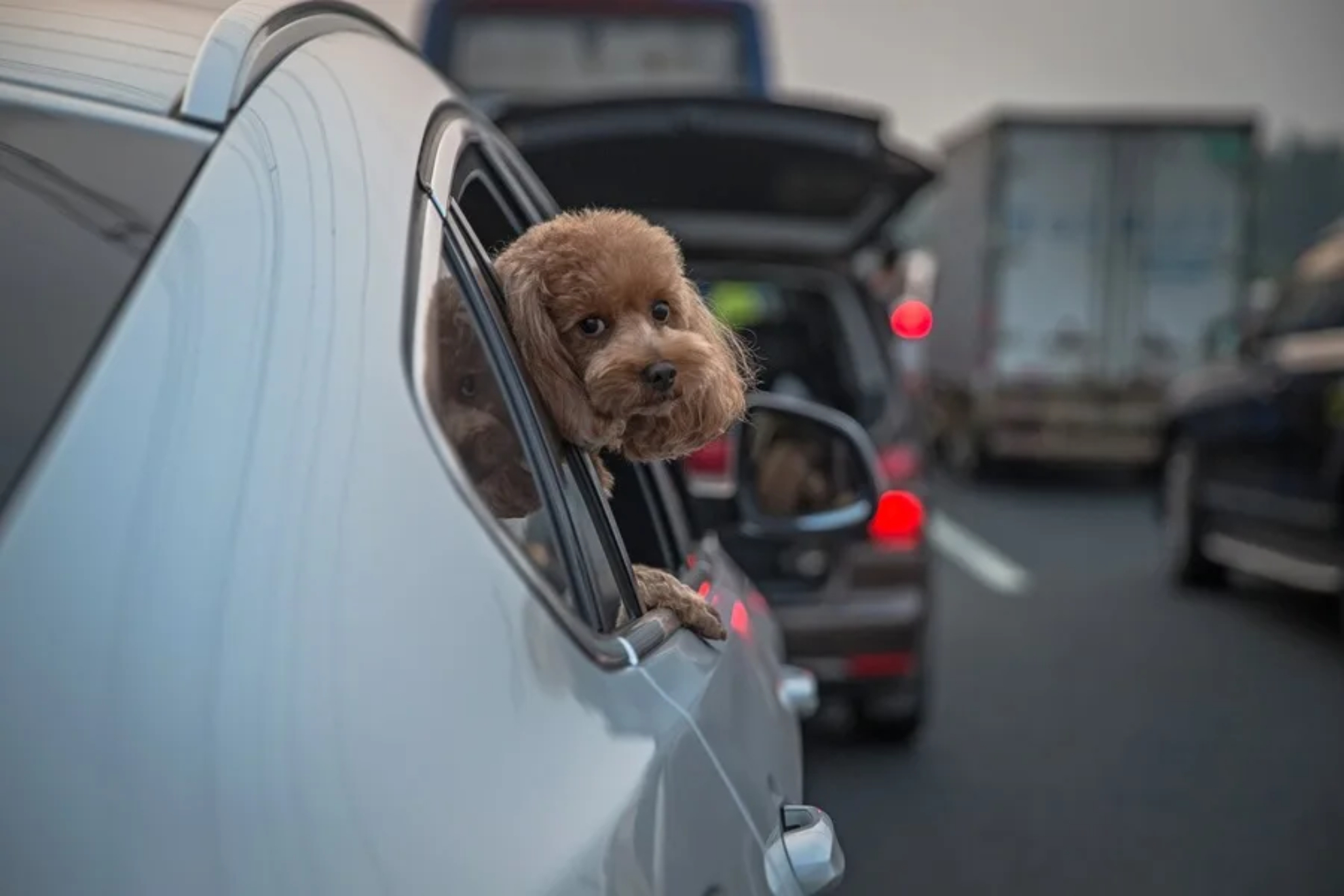 Perro asomado por la ventana EFE