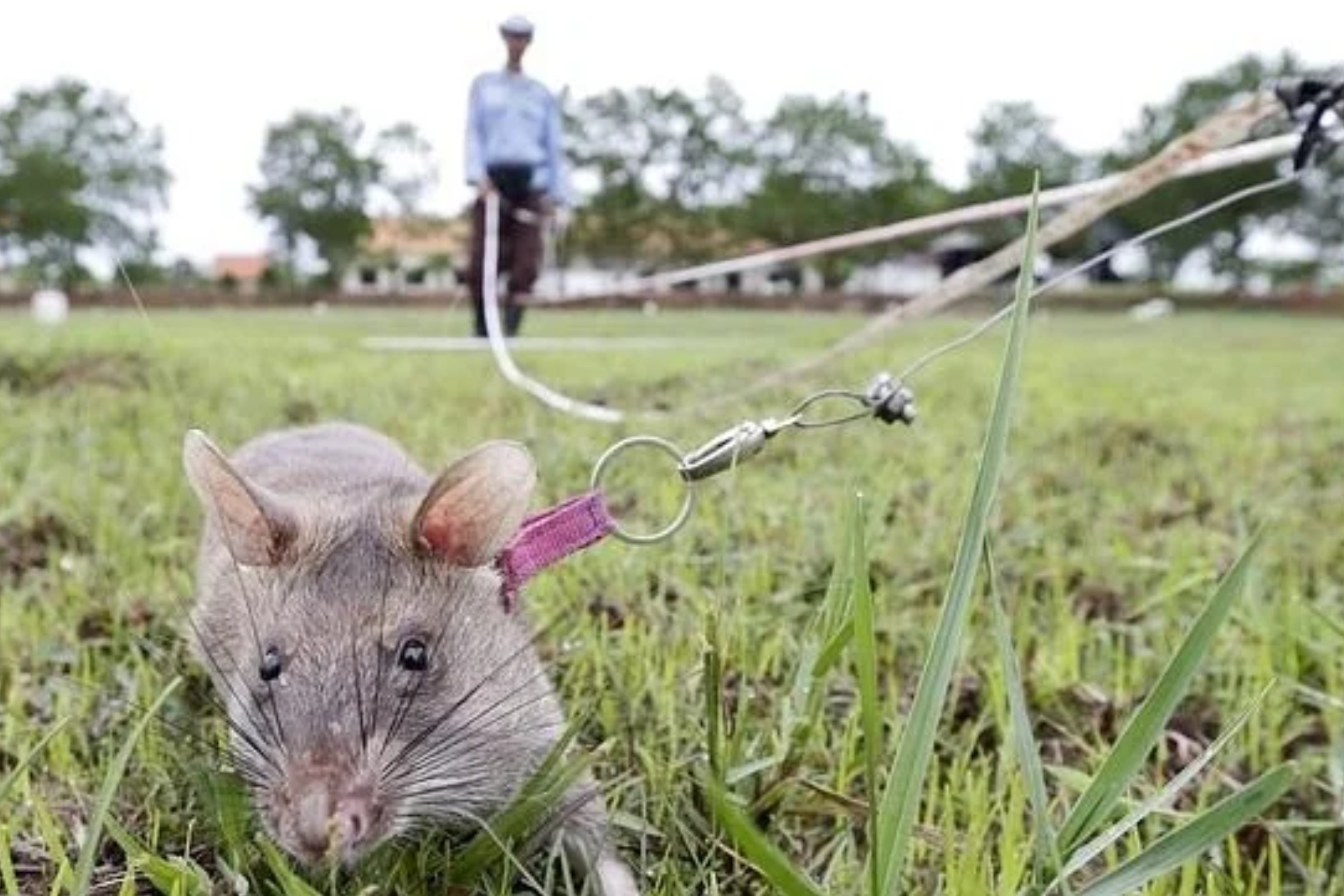 La plaga de ratas que roía el aire acondicionado obliga a fumigar de urgencia la Facultad de Ciencias de Málaga EFE