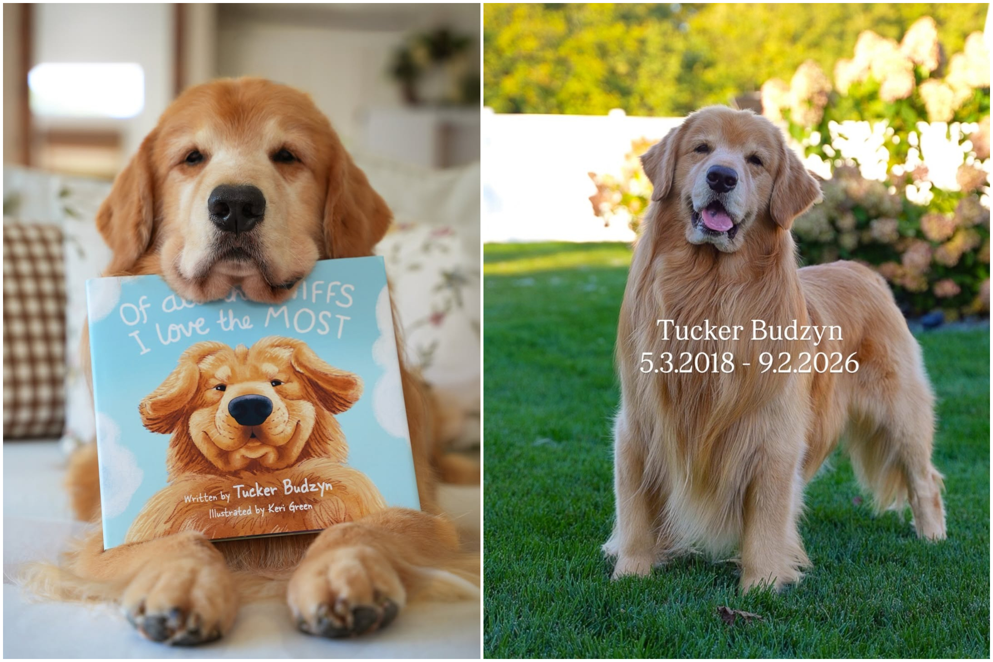 Tucker, el golden retriever más famoso de Internet. Instagram