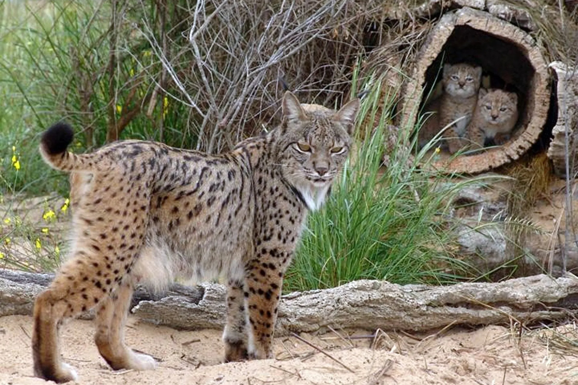 Familia de Linces EFE