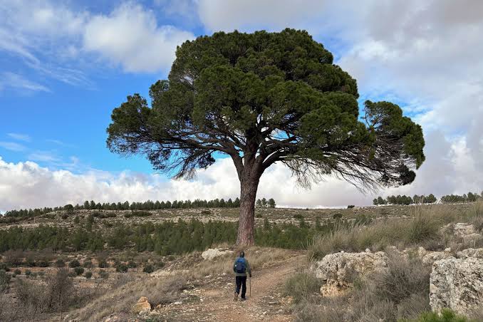Árbol EFE