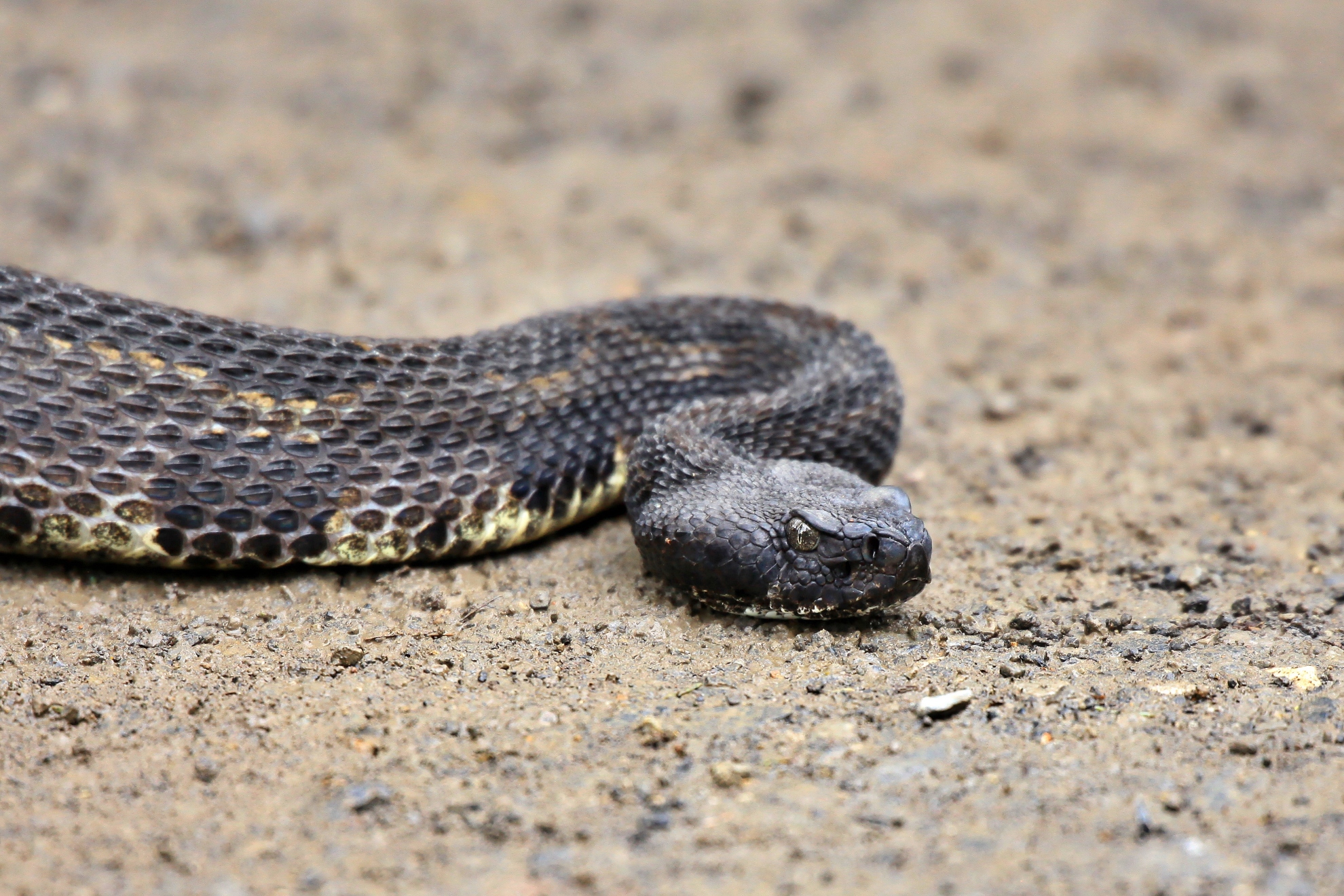 Imagen de recurso de una serpiente de cascabel. Pixabay.