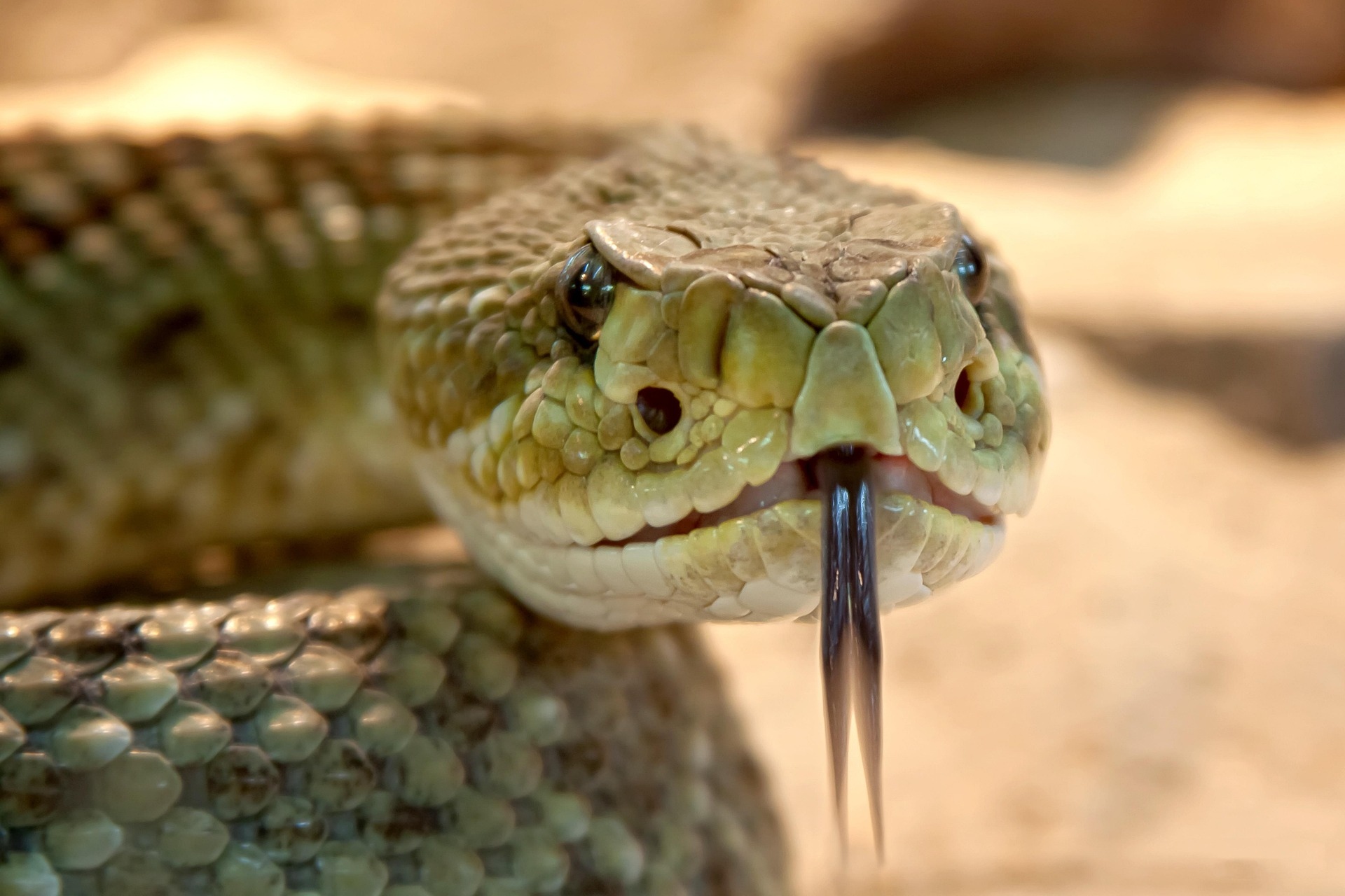 Imagen de recurso de una serpiente de cascabel.