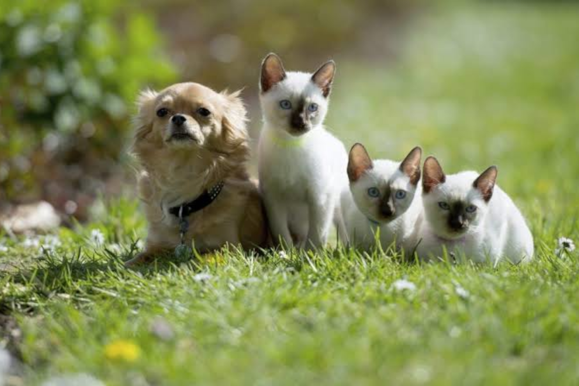 Imagen de archivo de un perro y gatos EFE