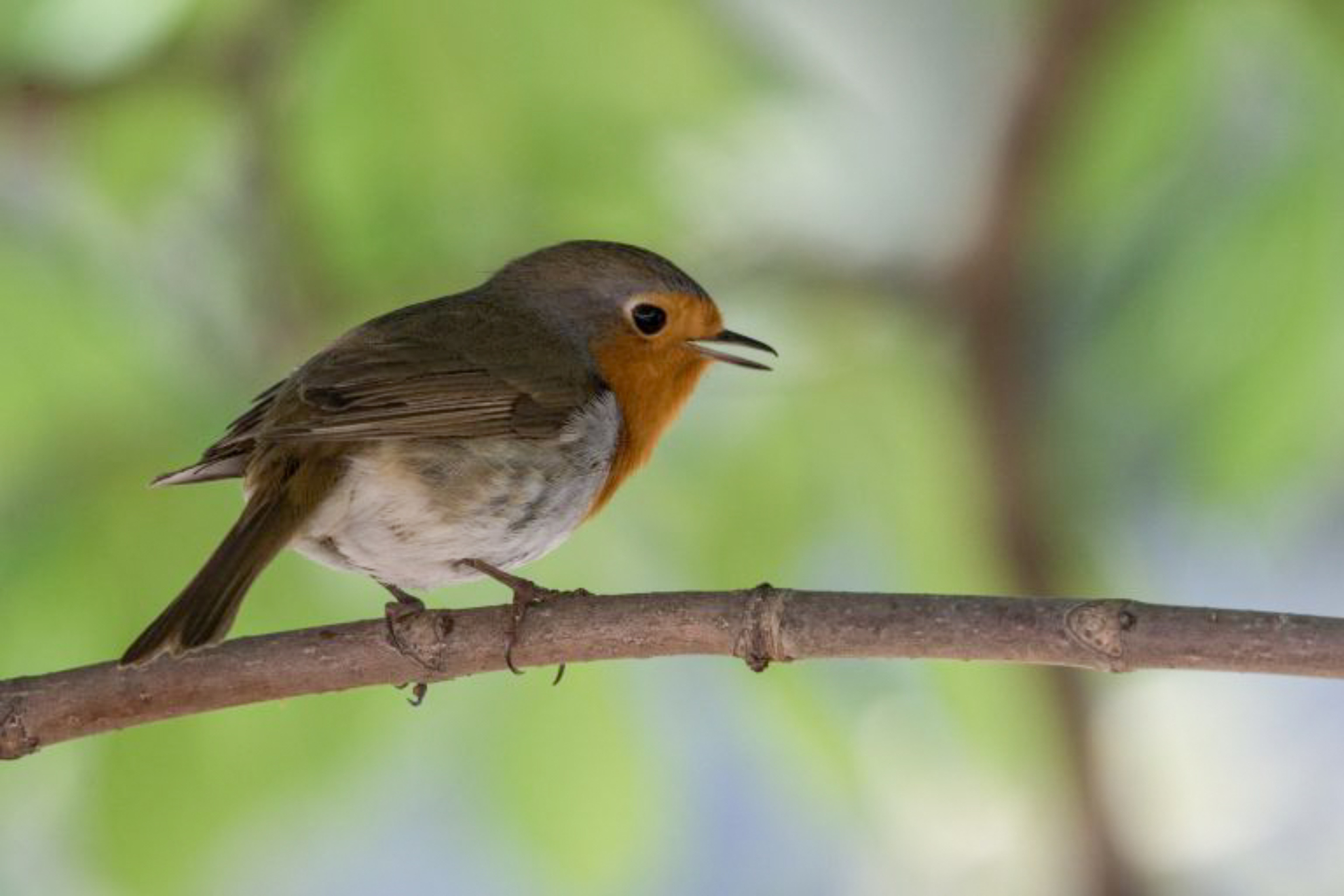 Pajaro en una rama EFE