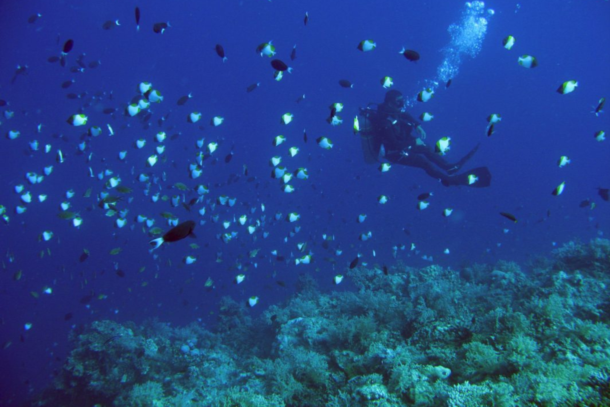 Imagen de las aguas del oceano que suben cadia mas su temperatura EFE