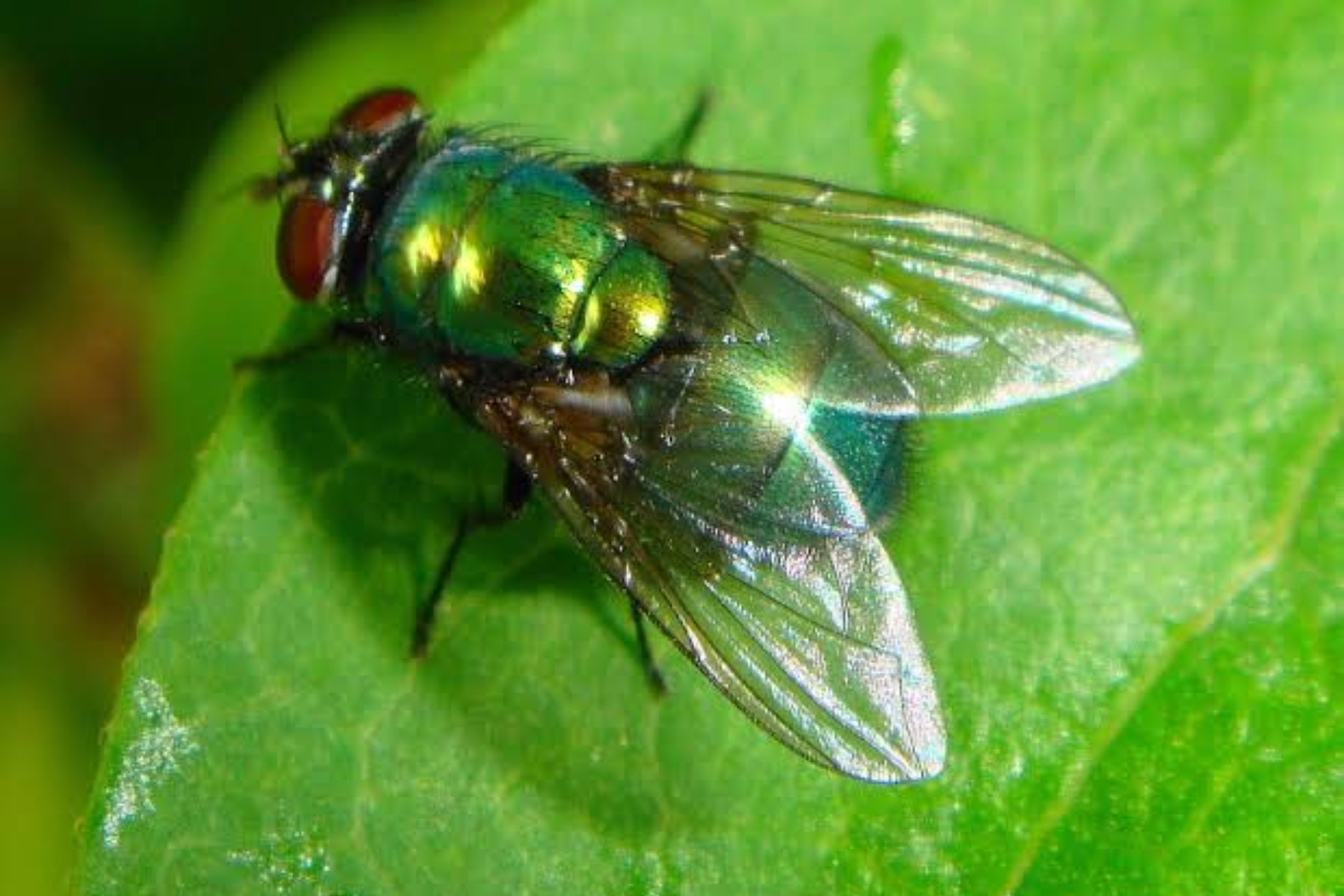 Mosca, imagen archivo EFE