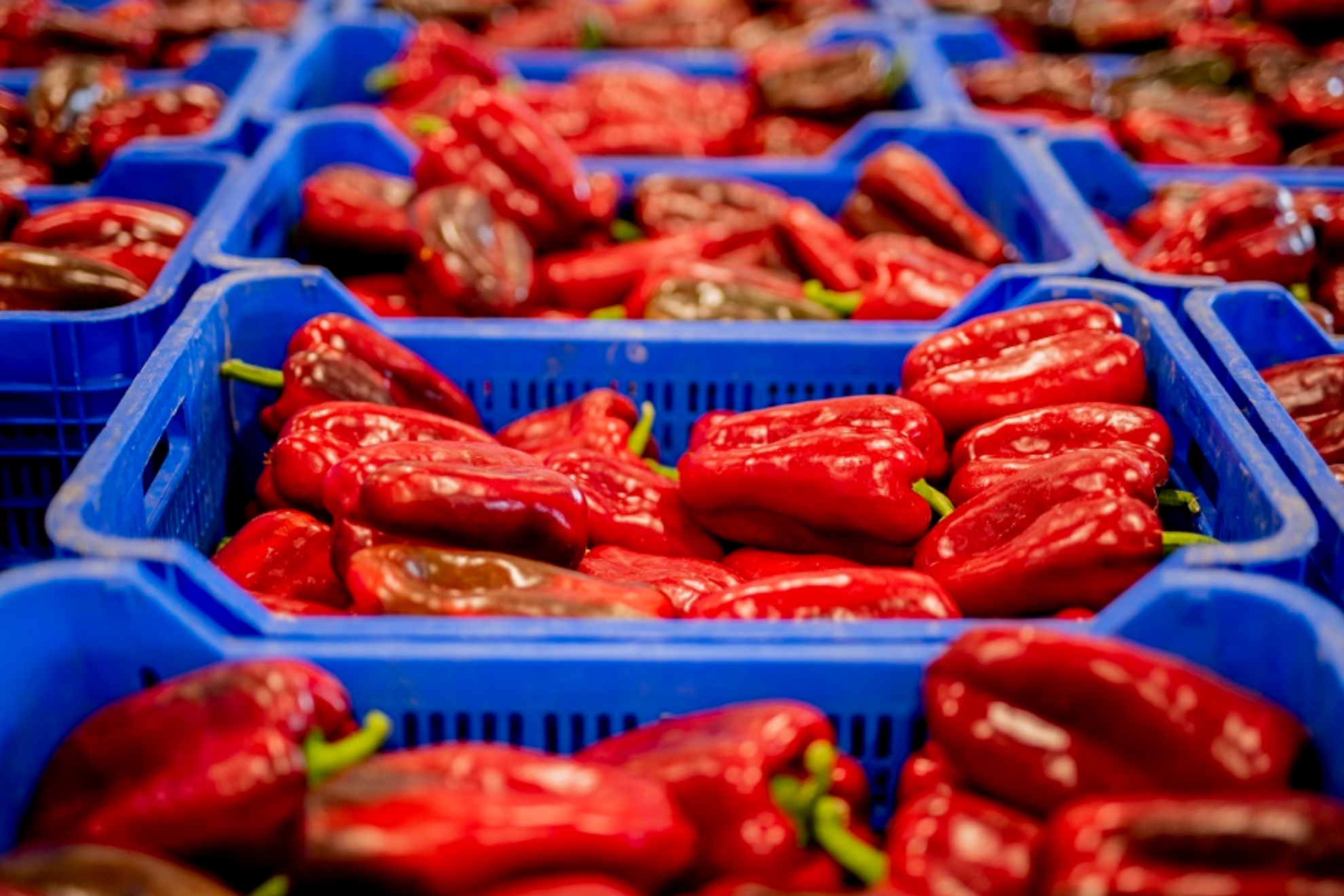 Carmiña, cocinera, cuenta cómo hacer los pimientos de bote EFE