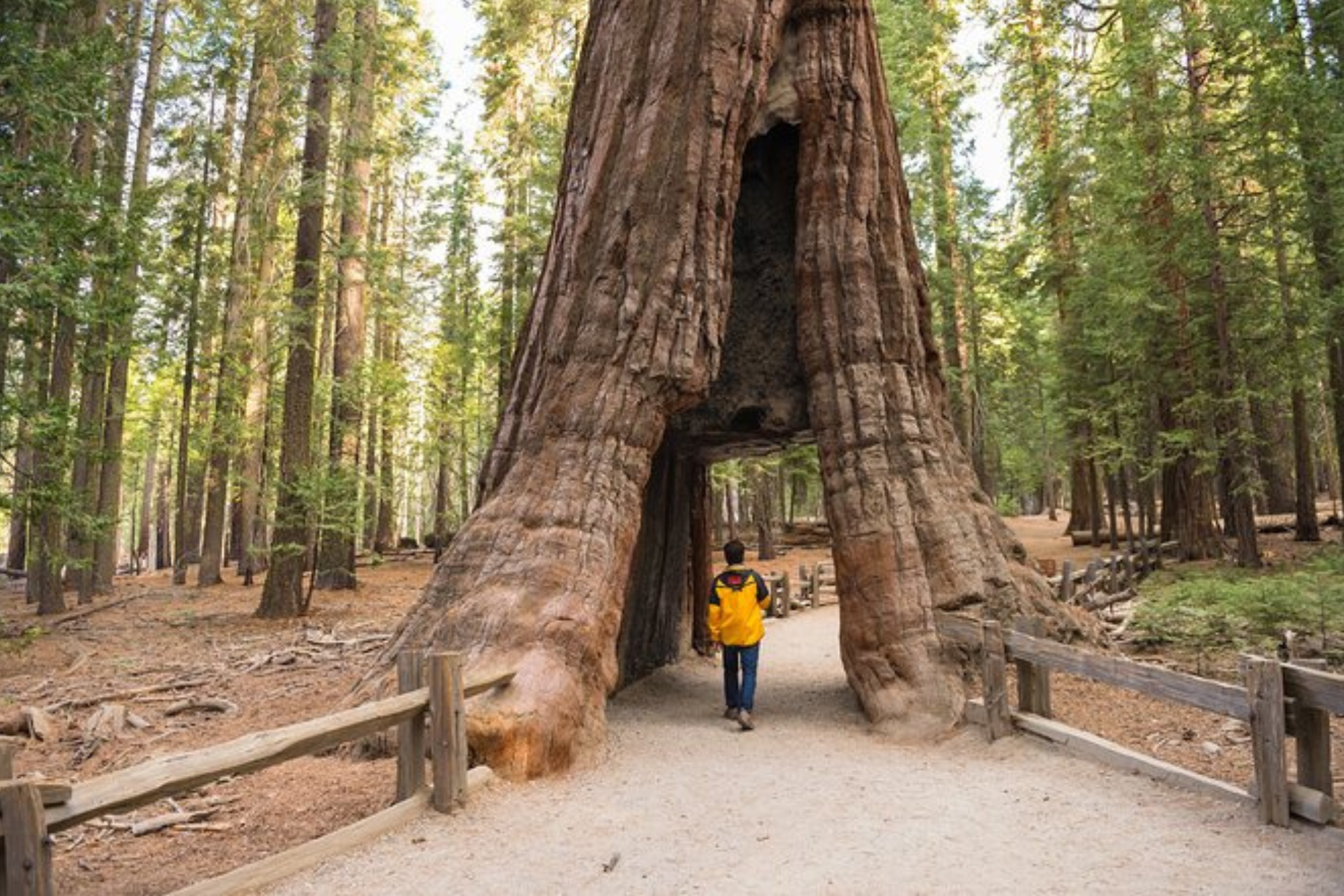 Secuoya del parque de Yosemite