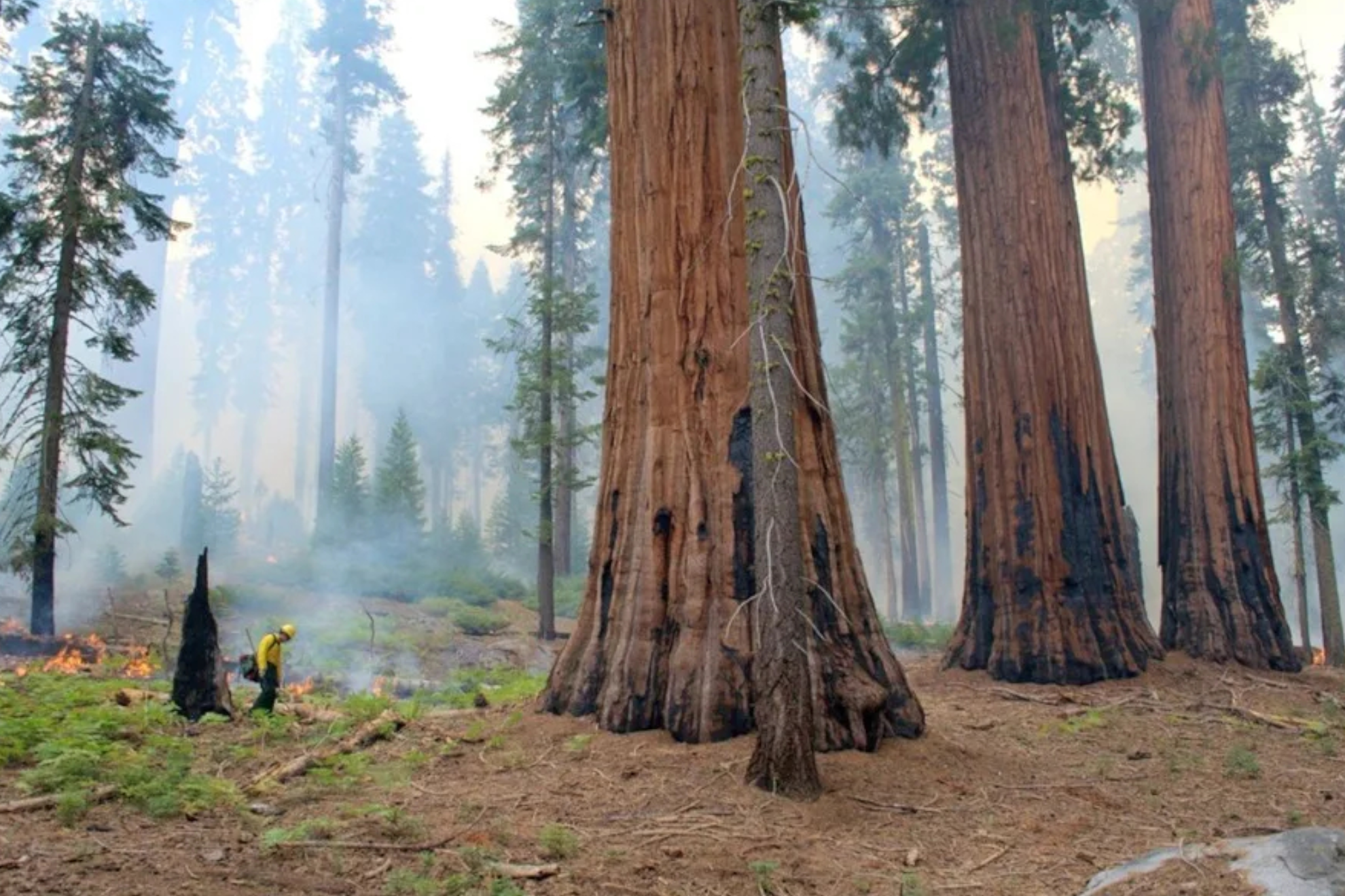 Imagen de un bosque de secuoyas EFE