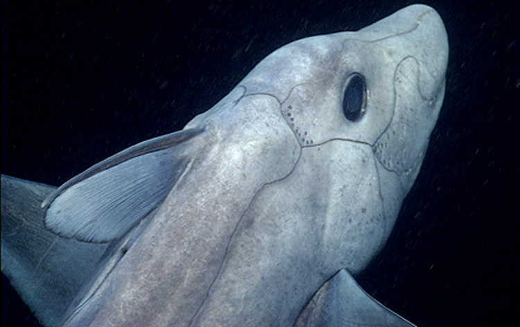 Tiburón fantasma