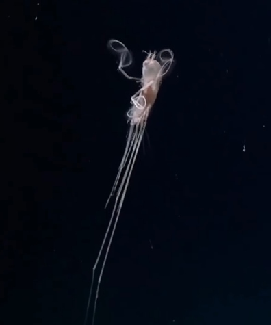 La especie acuática que hallaron los expertos a 5.000 metros de profundidad.