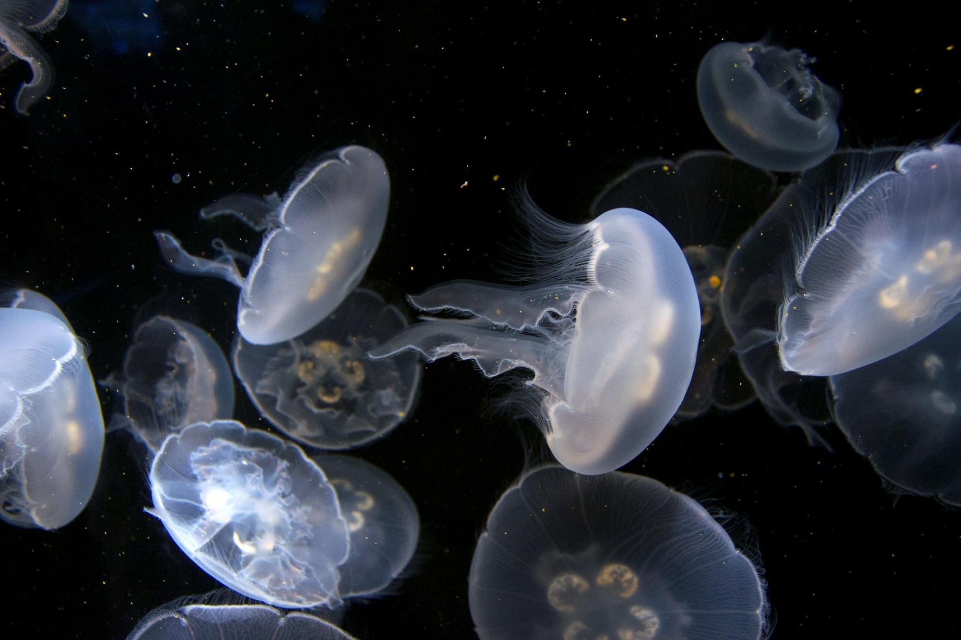 Imagen de recurso de varias especies en el fondo marino. Pixabay.