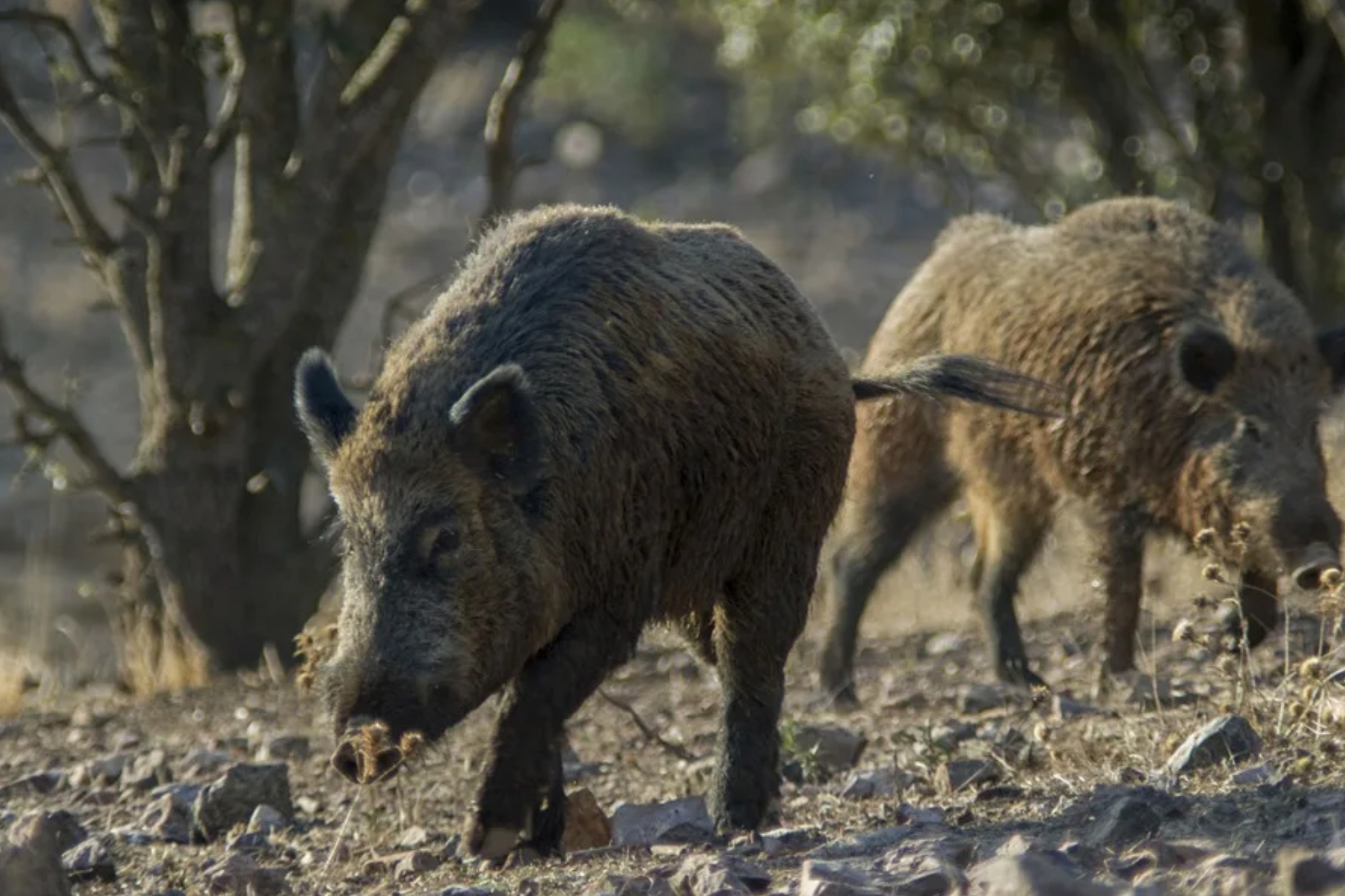 La Comunidad Valenciana captura más de 5.300 jabalíes en su plan de choque contra la sobrepoblación y la peste porcina EFE