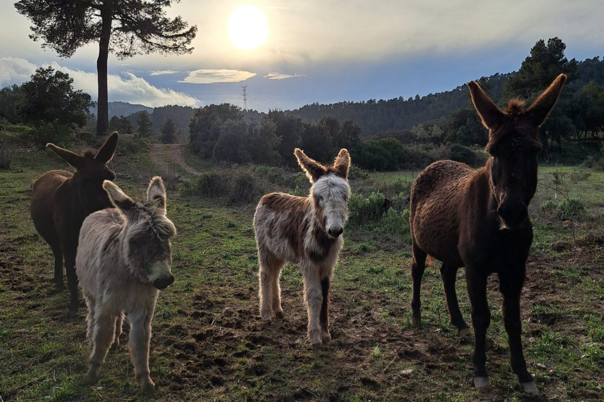 Asnos en el campo EFE