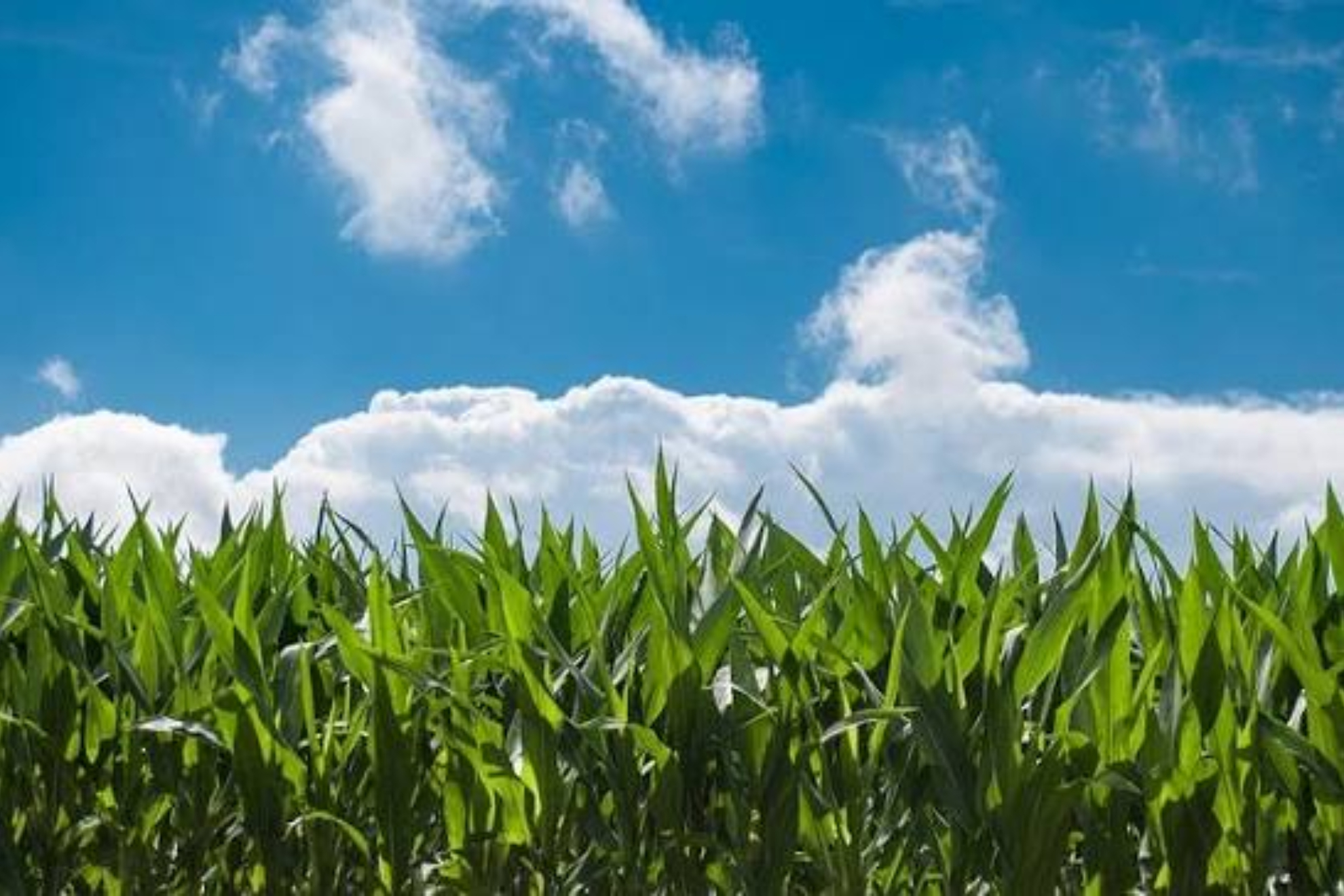 Campo cultivo Pixabay