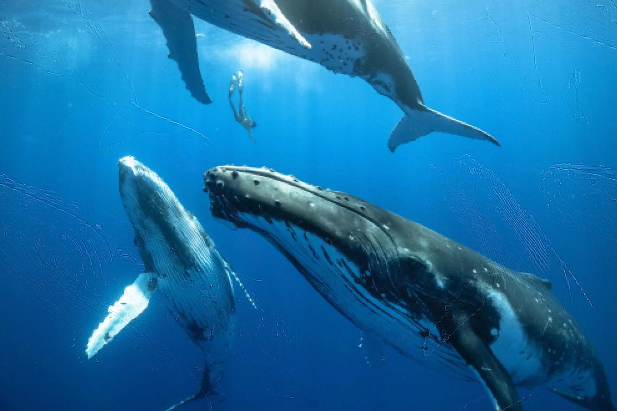 Un supuesto viajero del tiempo de 2198 predice el aterrador hallazgo y exterminio de una criatura marina en el océano EFE