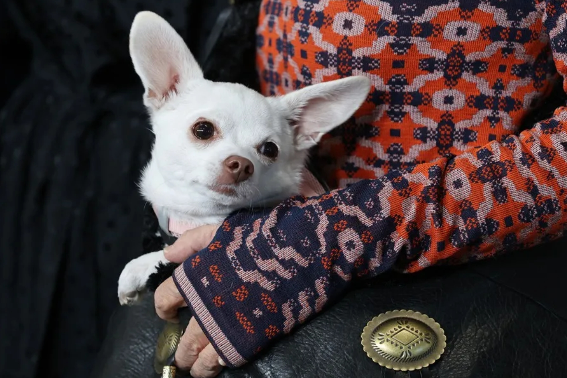 Xavi Abat, abogado, desvela que podrías cogerte una baja laboral para cuidar de tu mascota EFE