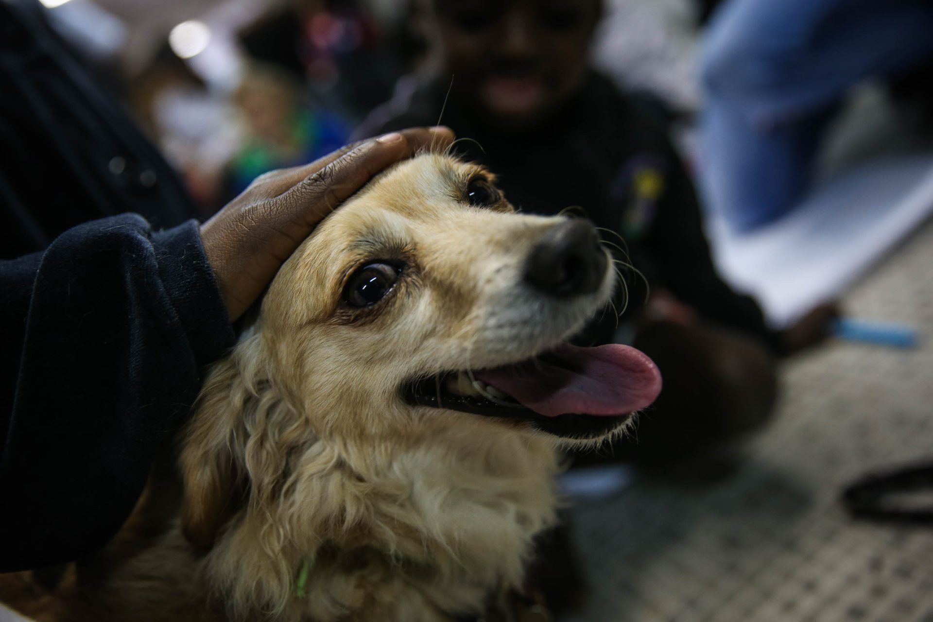 Imagen de una mascota
