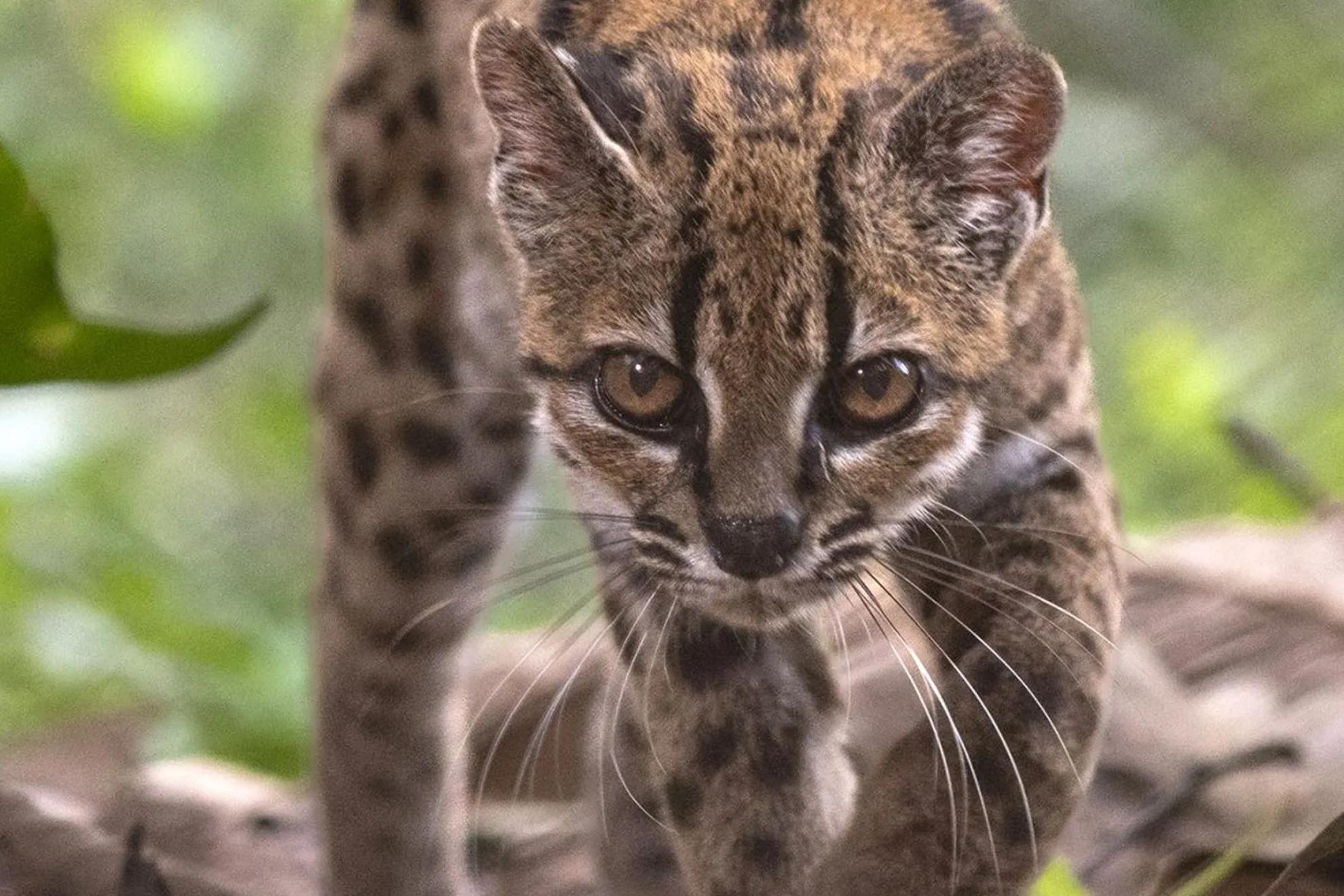 Imagen del ‘Leopardus tilcayo’, la nueva especie de felino salvaje descubierta en Boilivia.