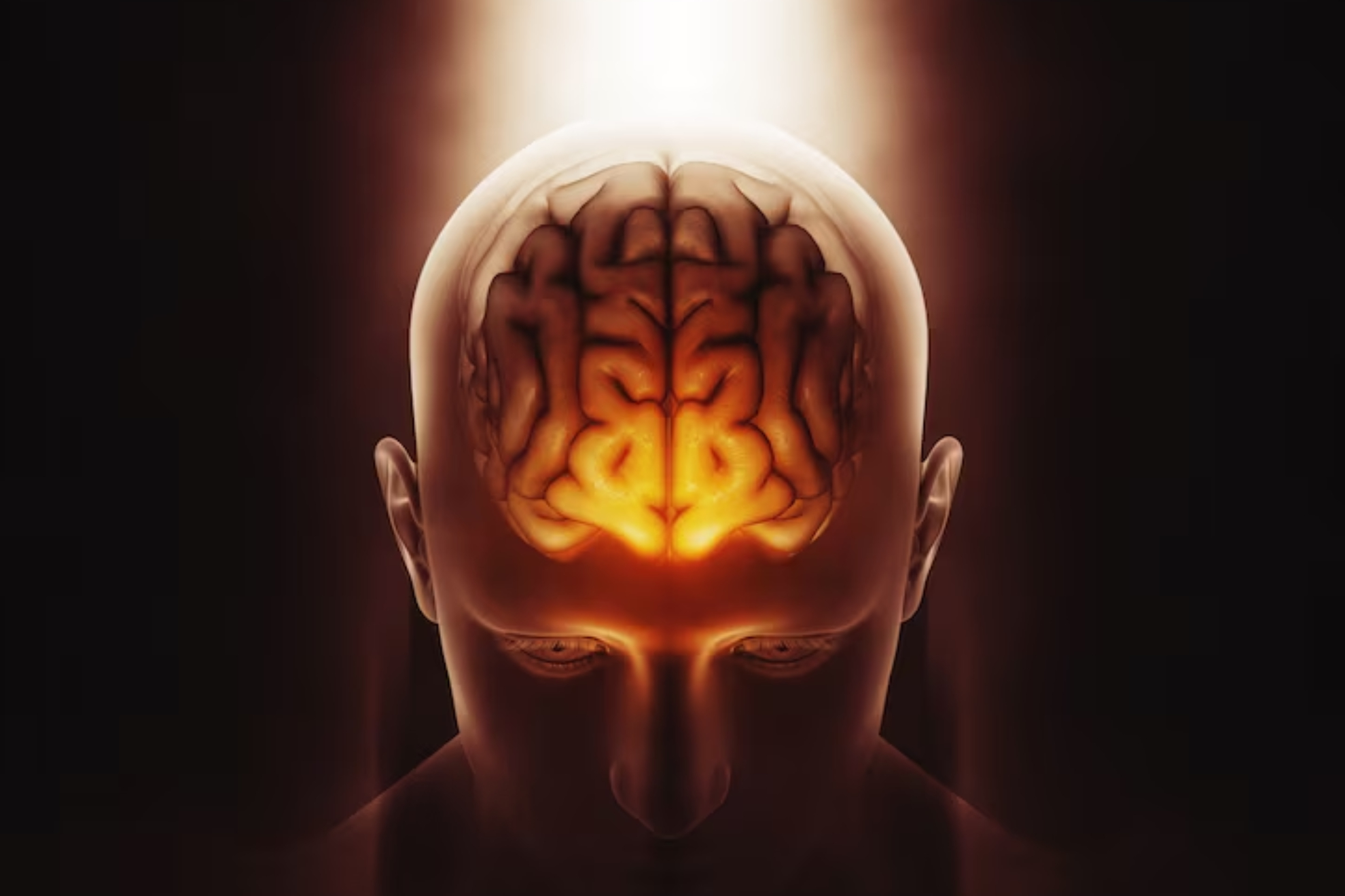 Cerebro humano Magnific