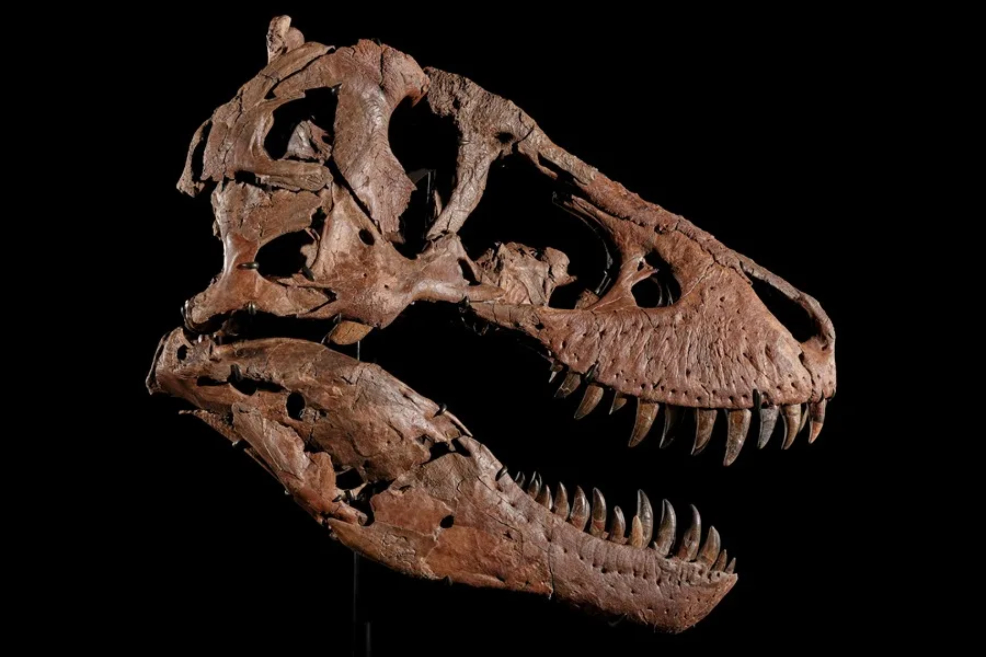 Craneo de un T. rex EFE
