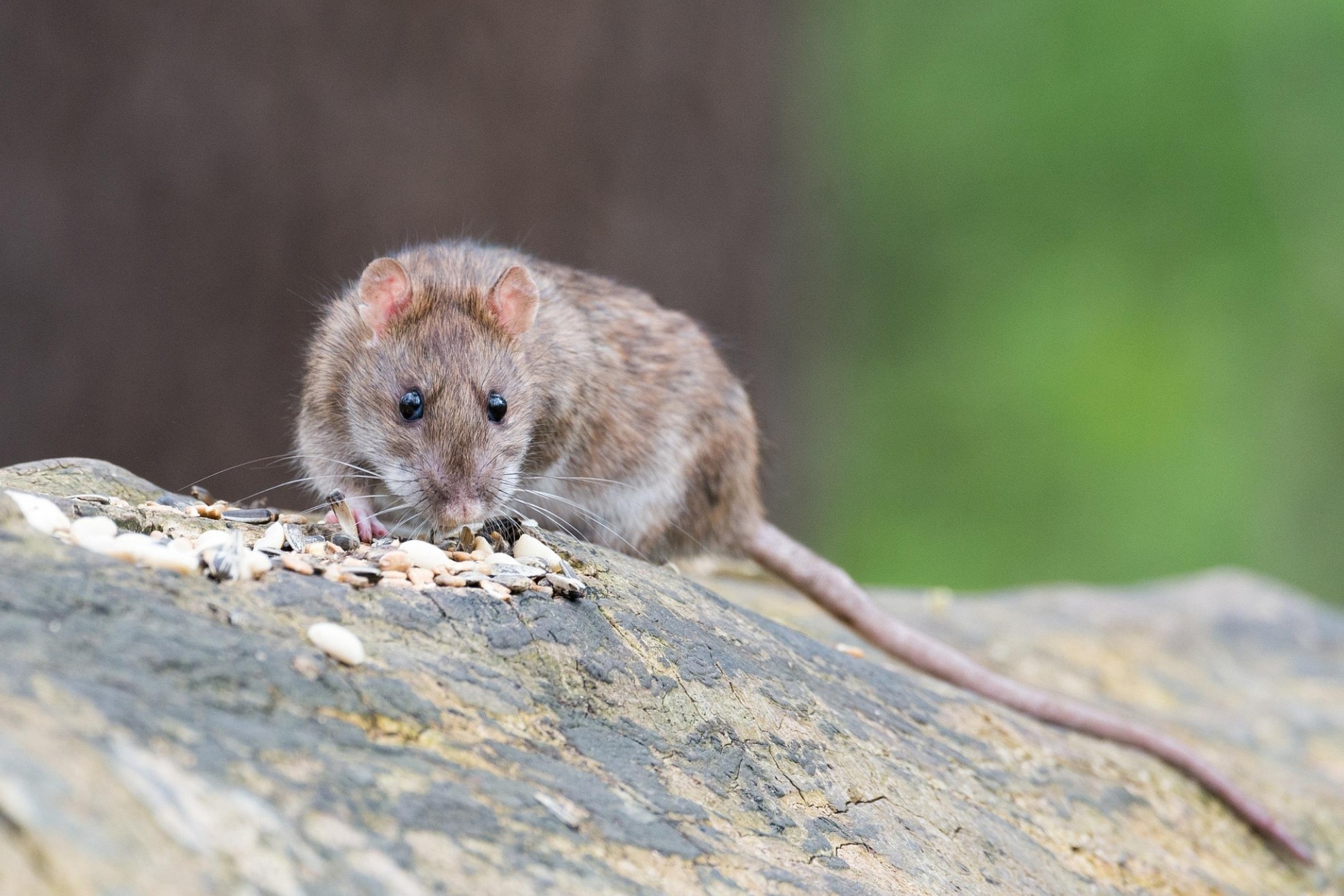 Denuncian la aparición de una rata gigante en una habitación del Hospital Puerta del Mar Pixabay