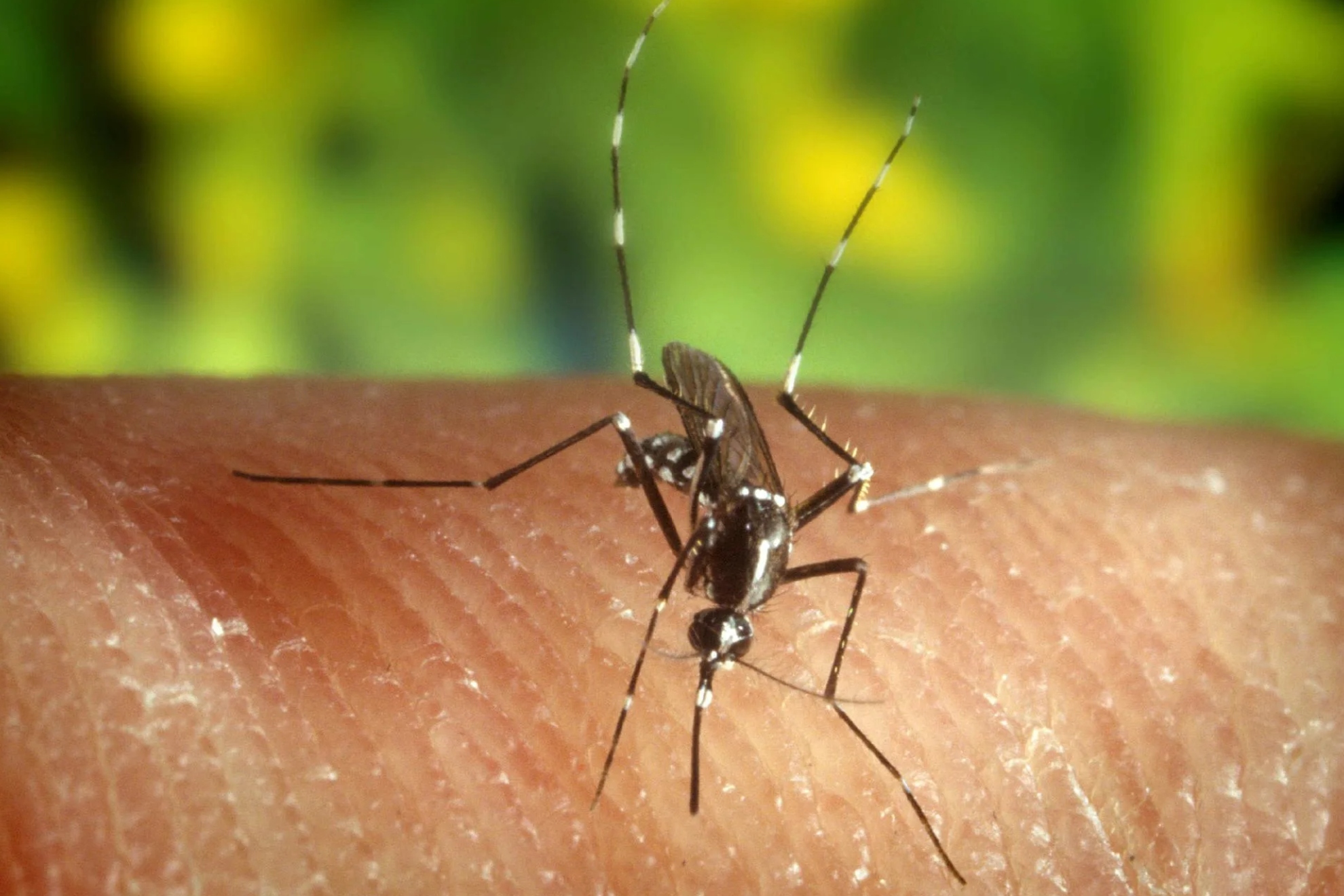 El SES informa de cuatro nuevos casos de fiebre del Nilo en Extremadura y los ingresados suben a 11 EFE