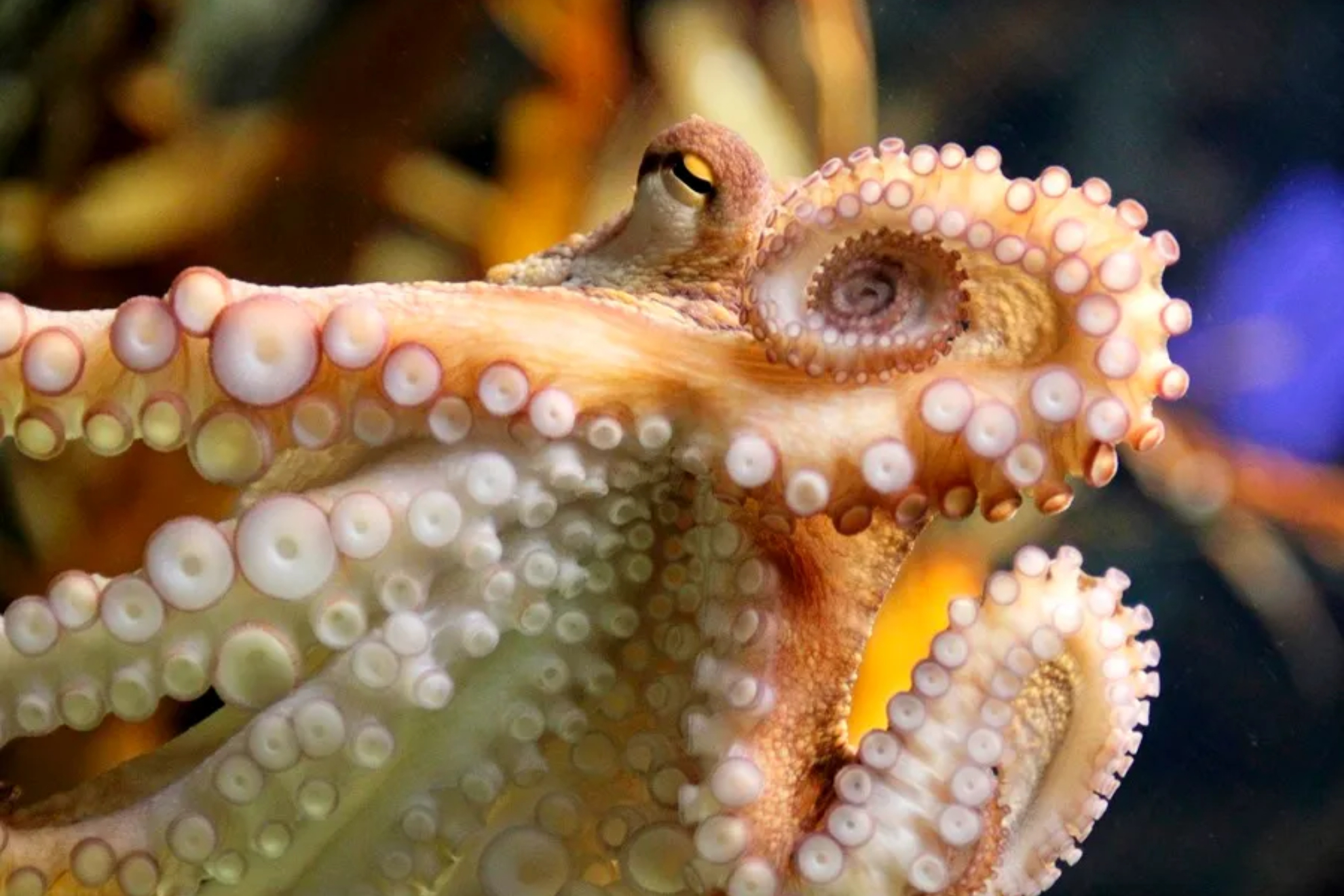 Foto de un Pulpo en primer plano EFE
