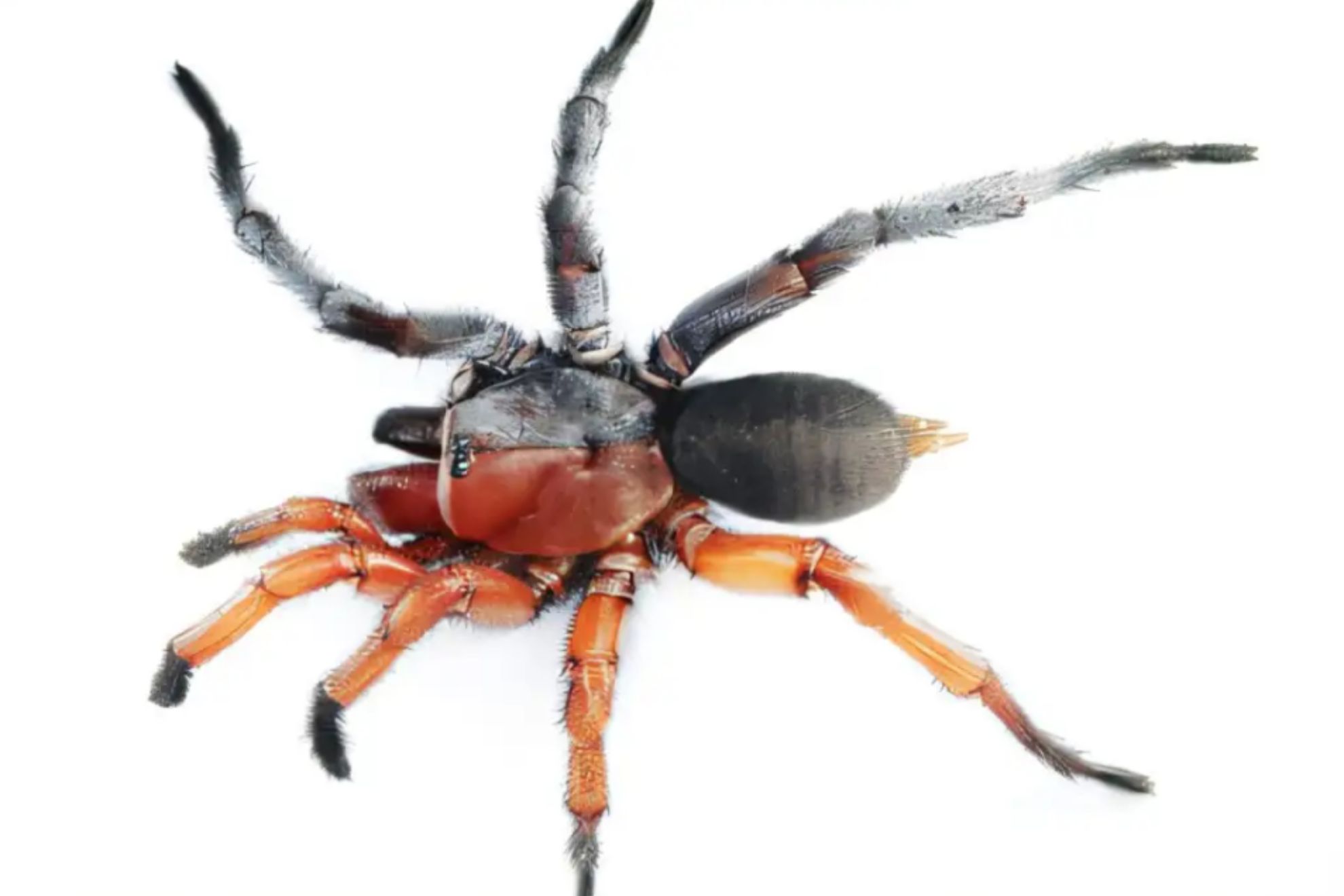 Damarchus Inazuma Zootaxa