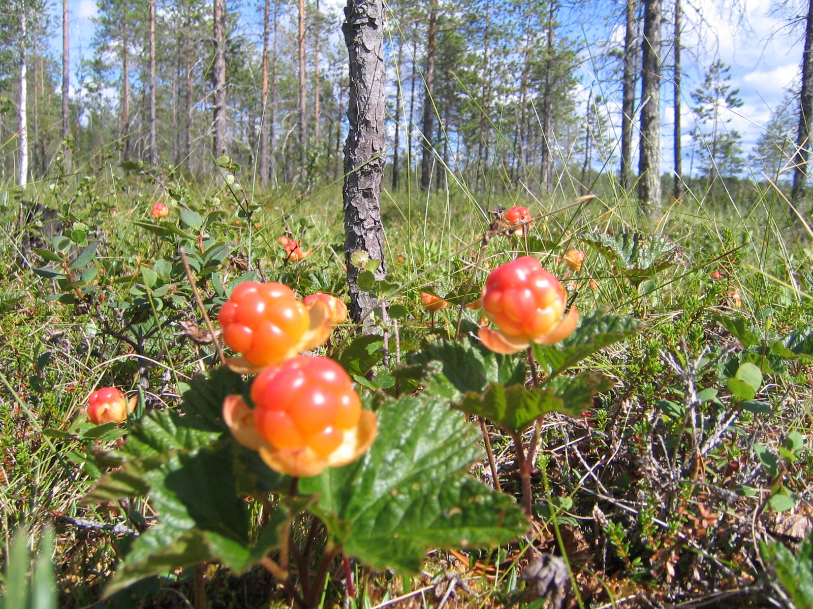 .. Visit Rovaniemi