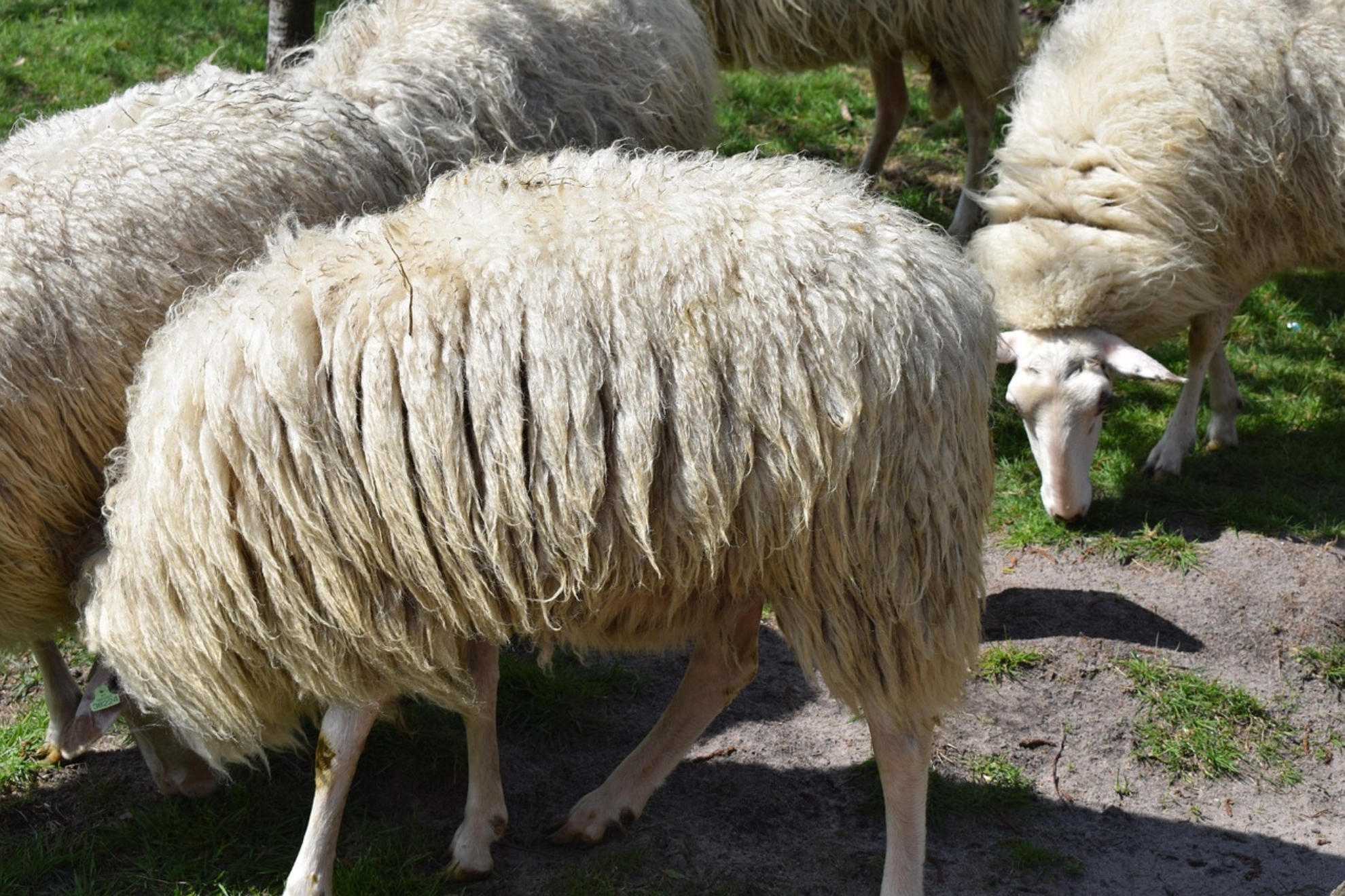 Una oveja. Pixabay.