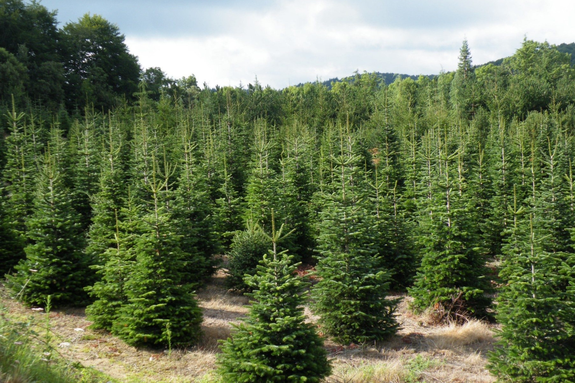 En 2021, científicos tiraron 1500 árboles de Navidad a un lago de Finlandia EFE