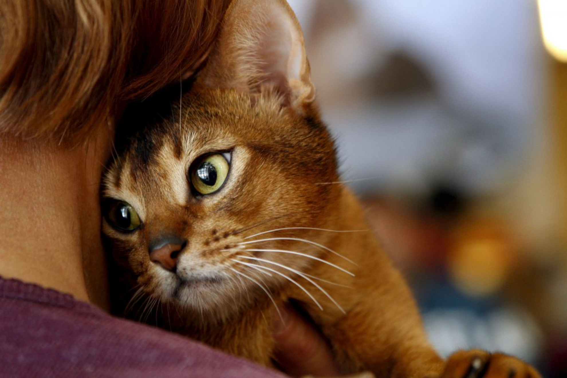 Gato junto a su dueño/a EFE